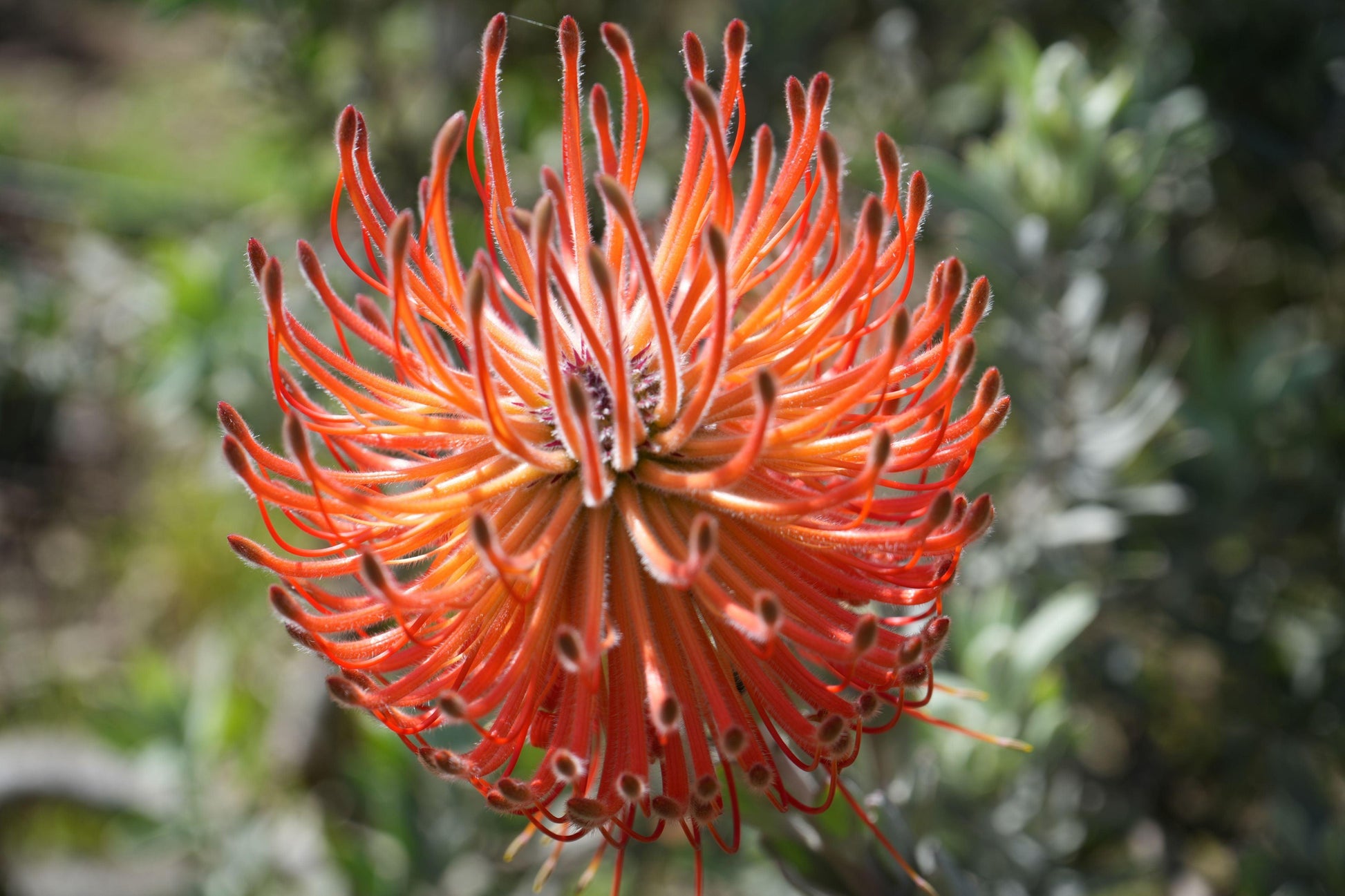 Leucospermum ‘Royal Pride’: Unleash a Scarlet Spectacle in Your Garden. - Bonte Farm