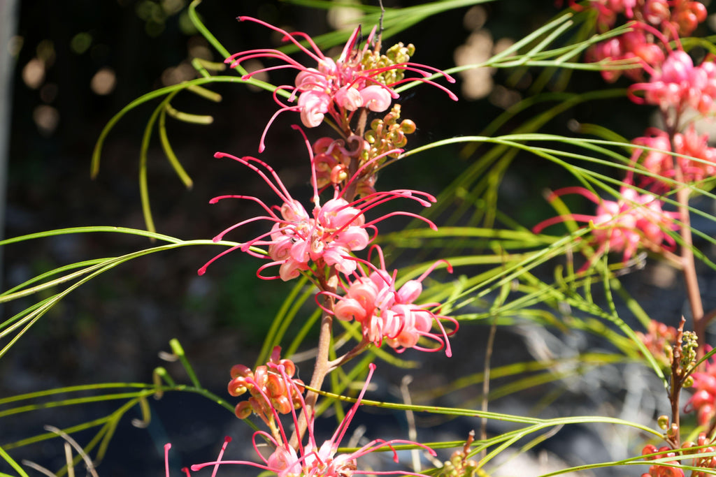 Close-up of Grevillea Long John plant with bright pink spider-like flowers outdoors