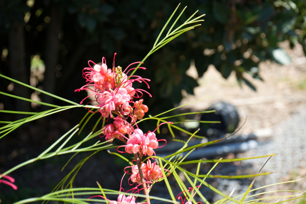 Grevillea Long John plant with vibrant pink spider flowers and thin green foliage outdoors