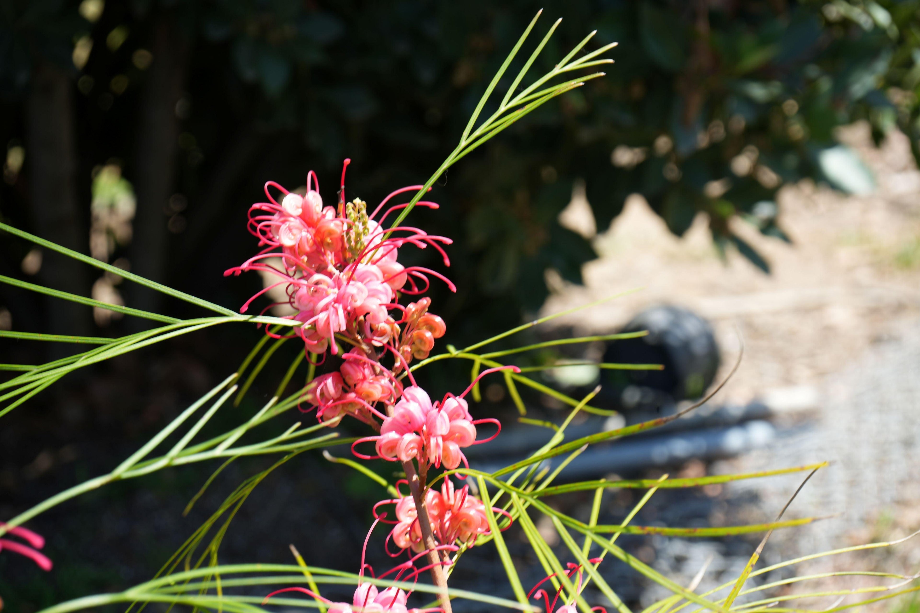 Grevillea Long John plant with vibrant pink spider flowers and thin green foliage outdoors