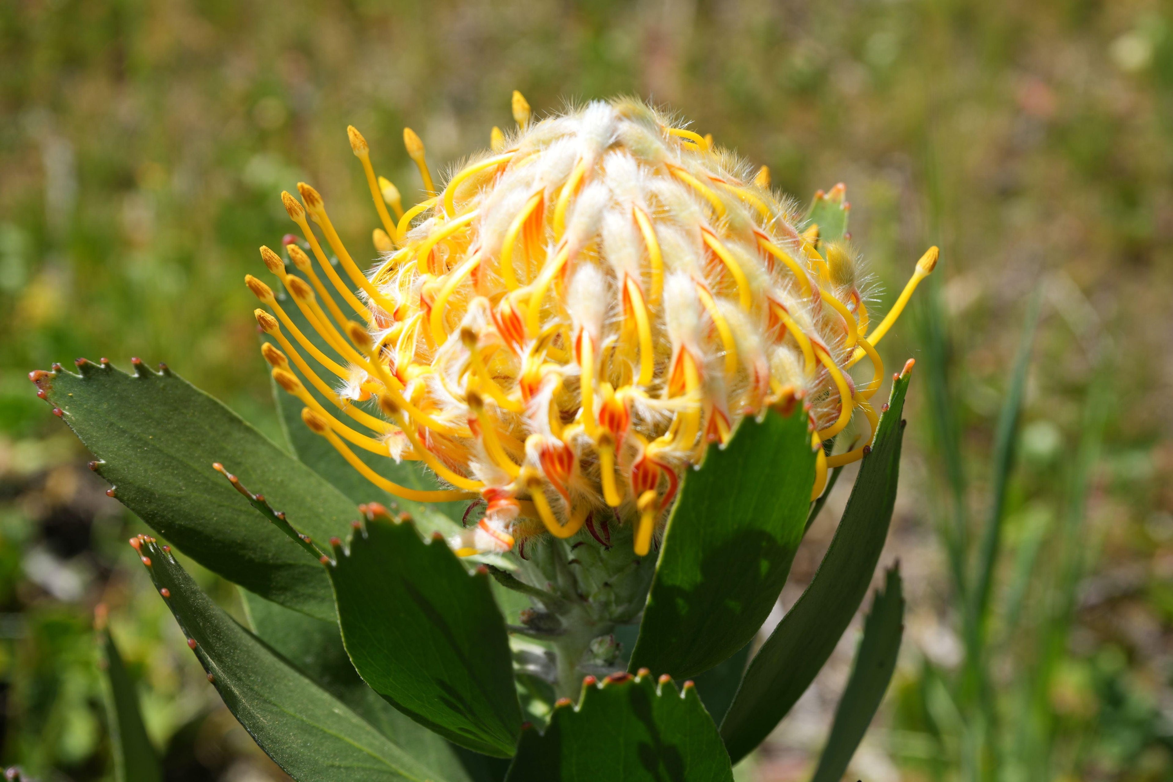 Close-up of Leucospermum Veldfire with bright yellow-orange pincushion flower outdoors