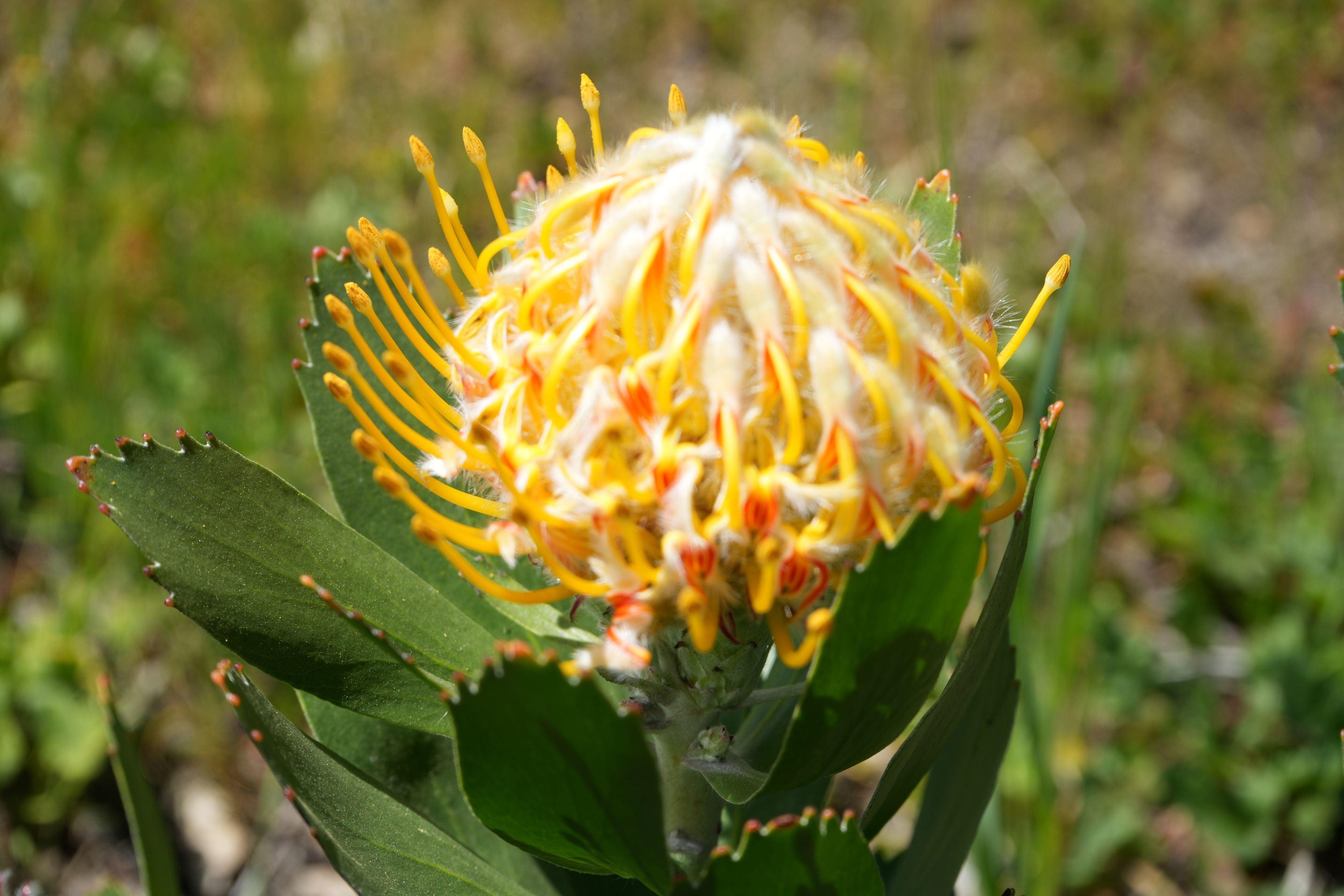 Leucospermum Veldfire protea with bright yellow pincushion bloom and green foliage