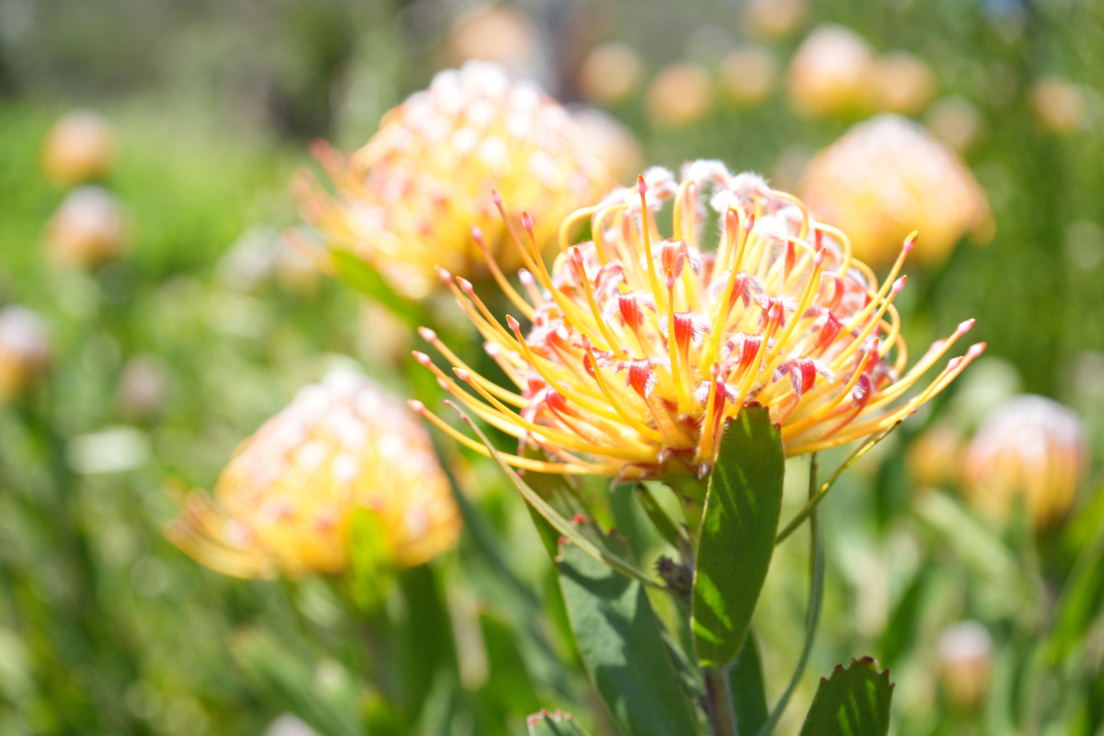 Leucospermum Veldfire pincushion protea with orange-yellow blooms in a sunlit garden.