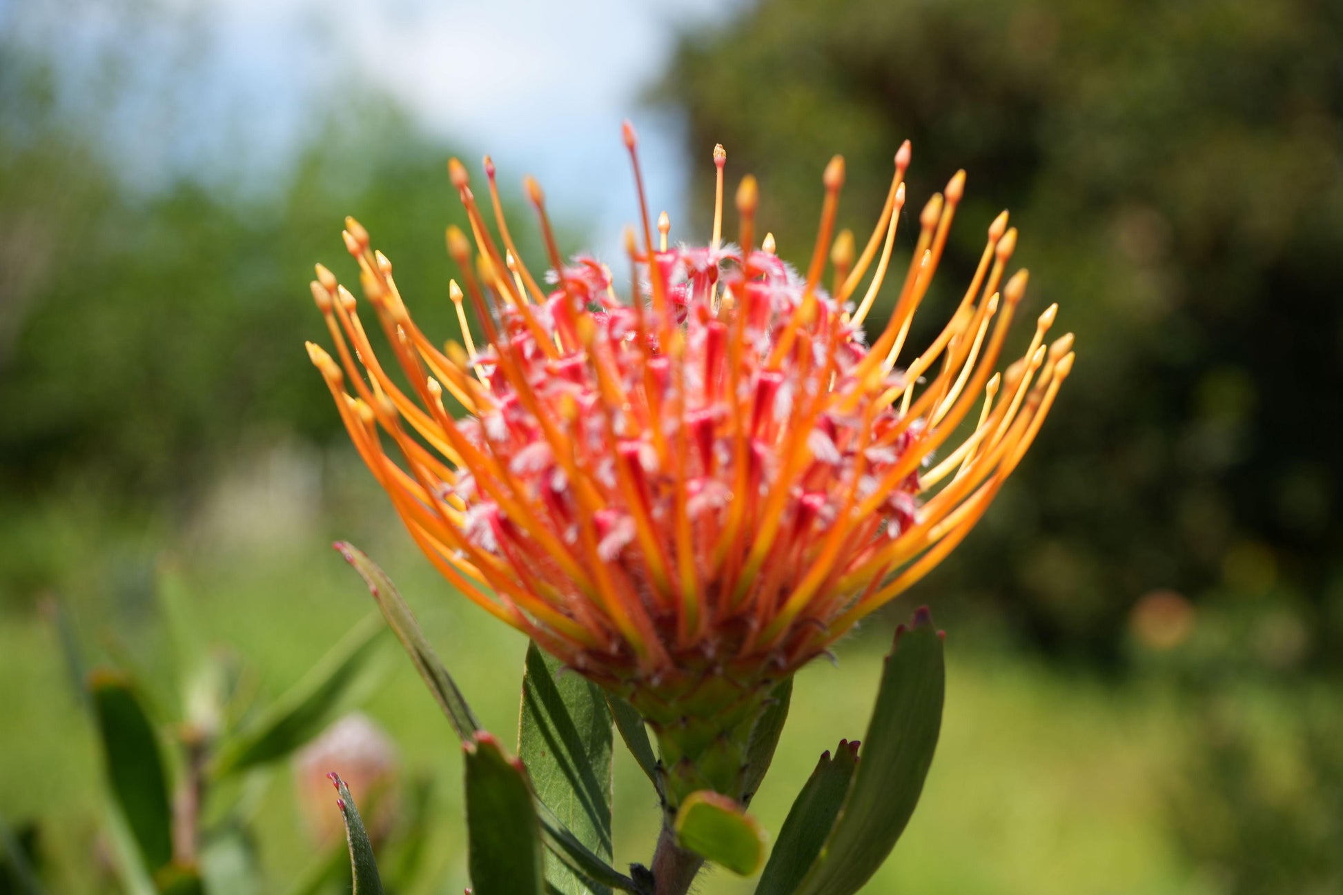 Leucospermum ‘Royal Pride’: Unleash a Scarlet Spectacle in Your Garden. - Bonte Farm