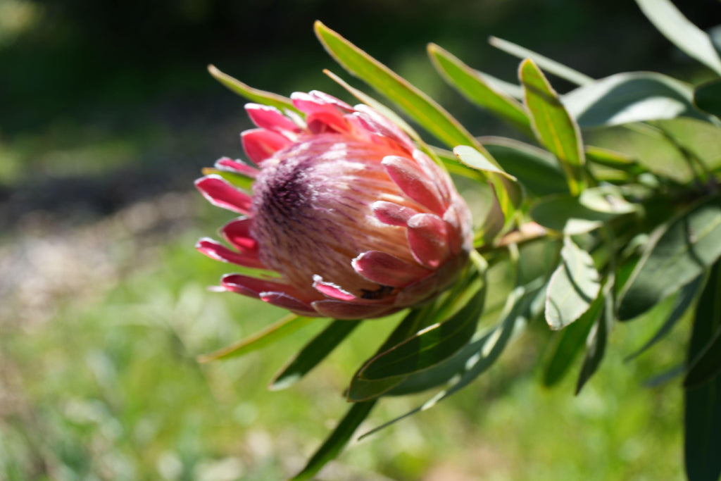 Pink Ice Protea flower with green leaves in sunlight outdoors