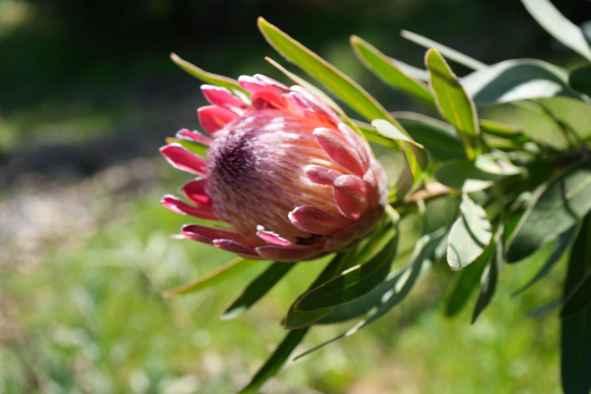 Protea 'Pink Ice': A Fiery Floral Sensation - Bonte Farm