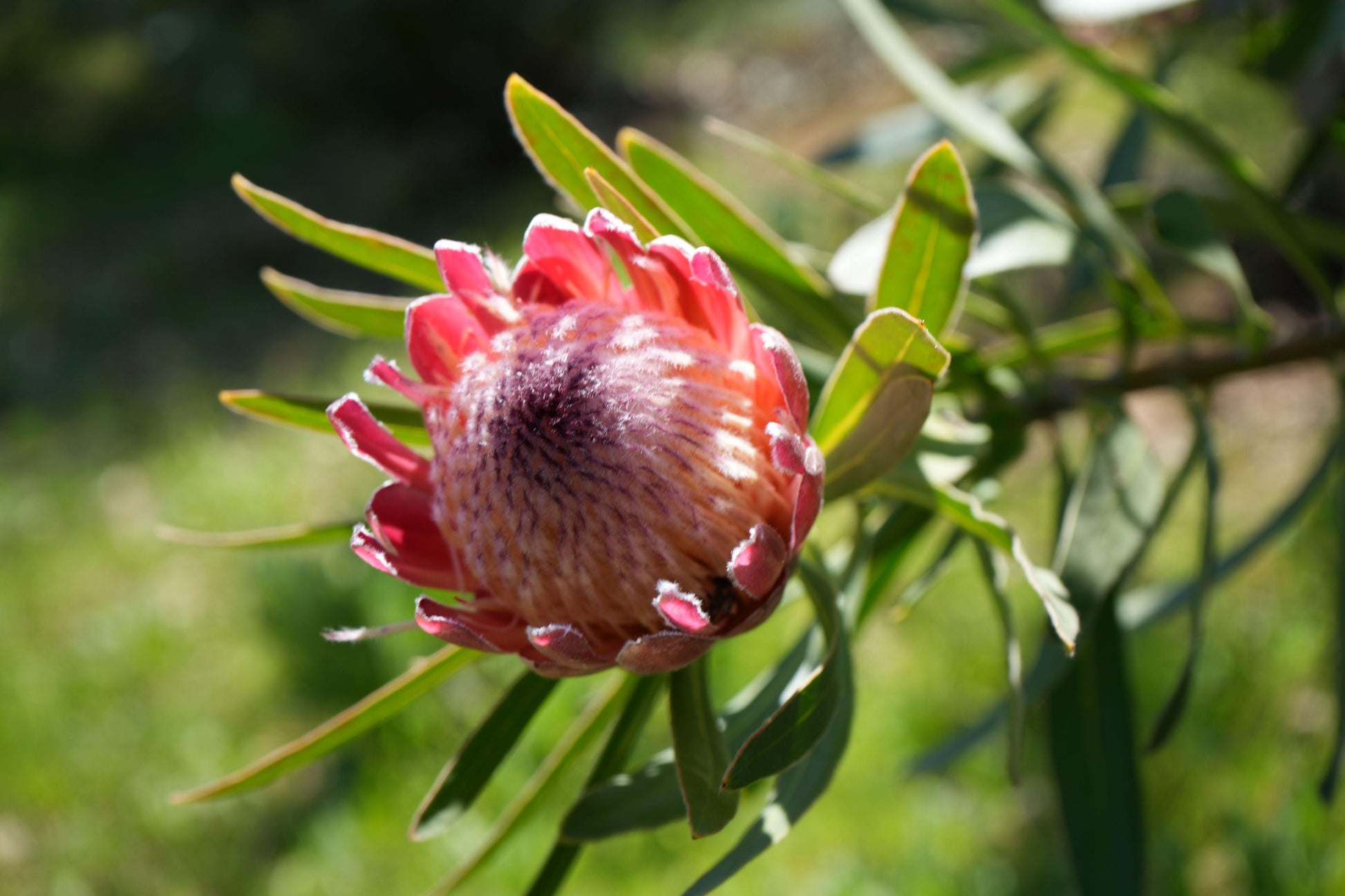 Protea 'Pink Ice': A Fiery Floral Sensation - Bonte Farm
