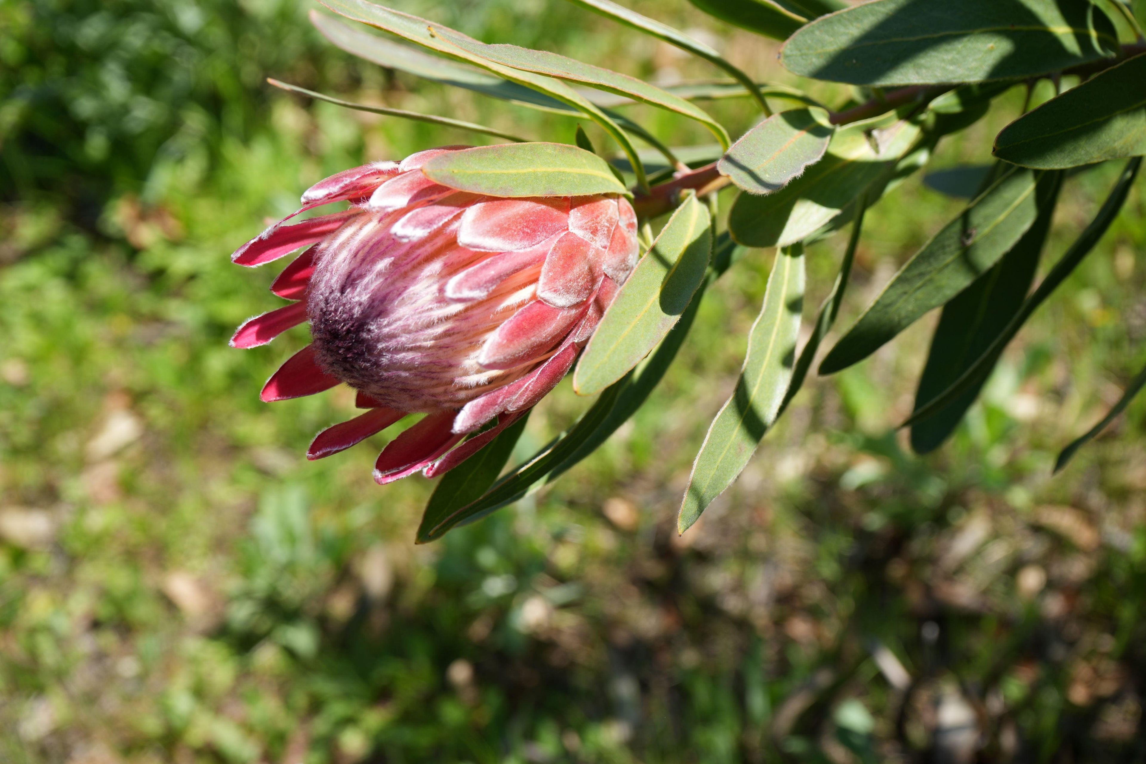 Pink Ice Protea flower with green leaves in a sunlit garden