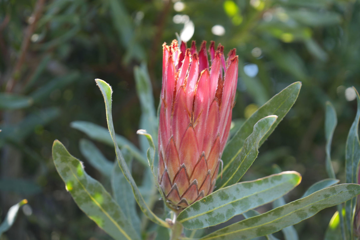 Protea Pink Mink: A Vibrant Addition to Your Garden - Bonte Farm