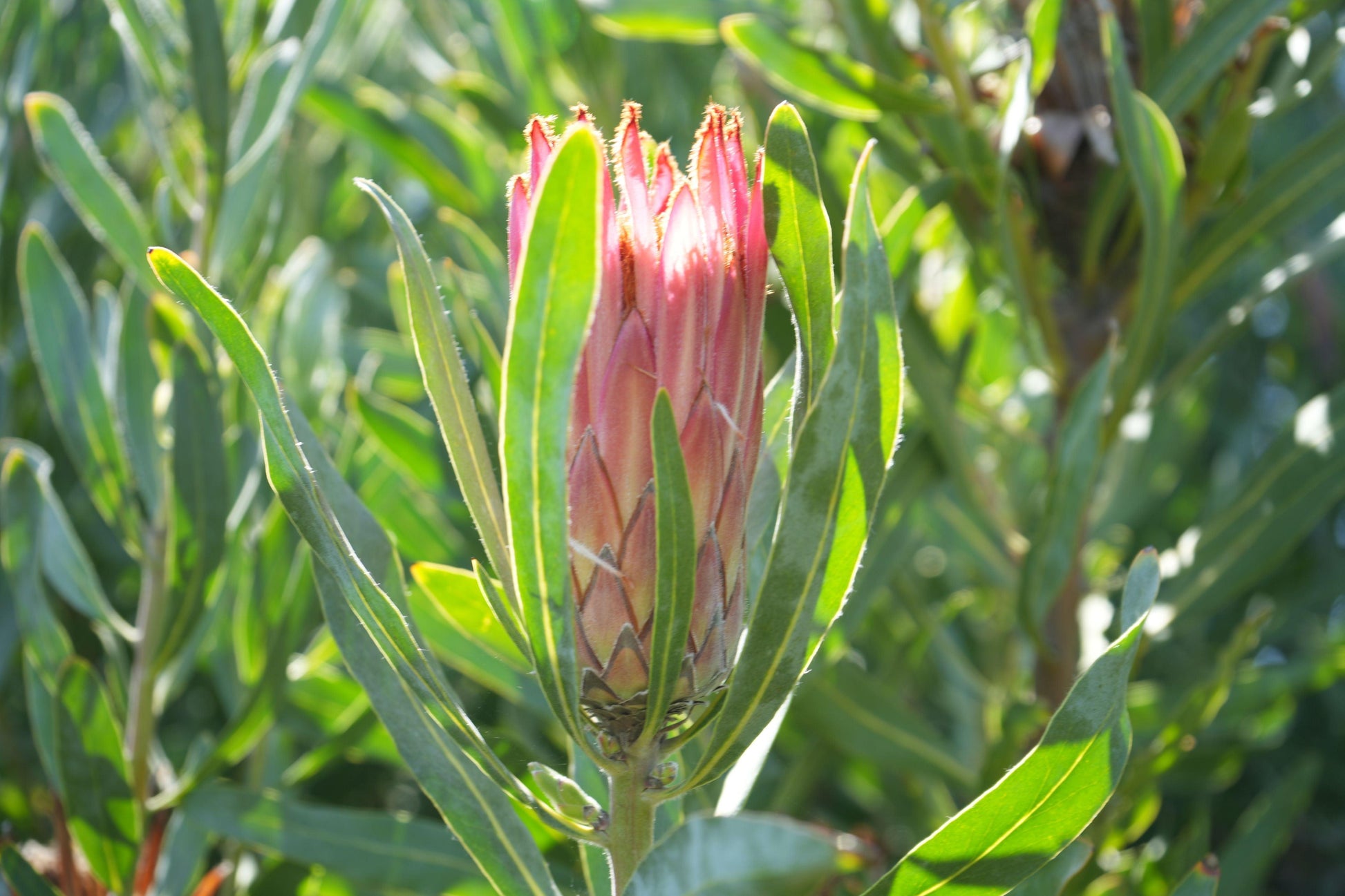 Protea Pink Mink: A Vibrant Addition to Your Garden - Bonte Farm