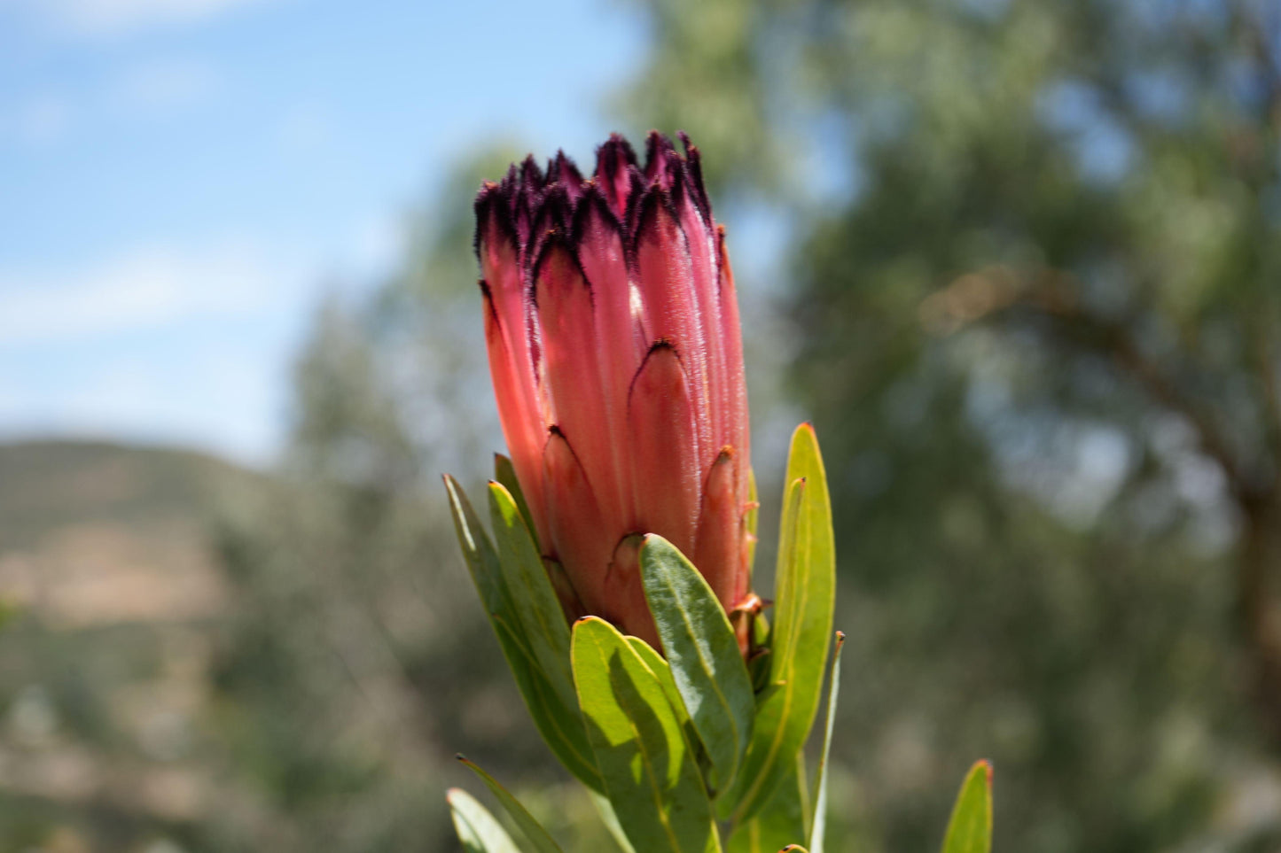 Protea Pink Mink: A Vibrant Addition to Your Garden - Bonte Farm