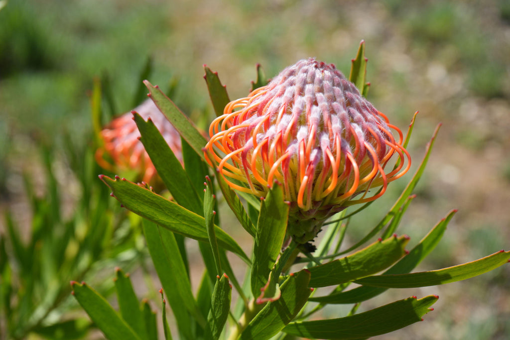 Leucospermum Naomi Royal Pride protea flower with orange-yellow petals and green leaves outdoors