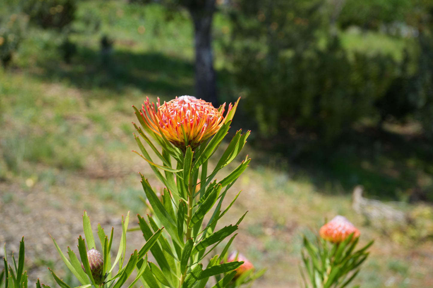 Leucospermum ‘Royal Pride’: Unleash a Scarlet Spectacle in Your Garden. - Bonte Farm