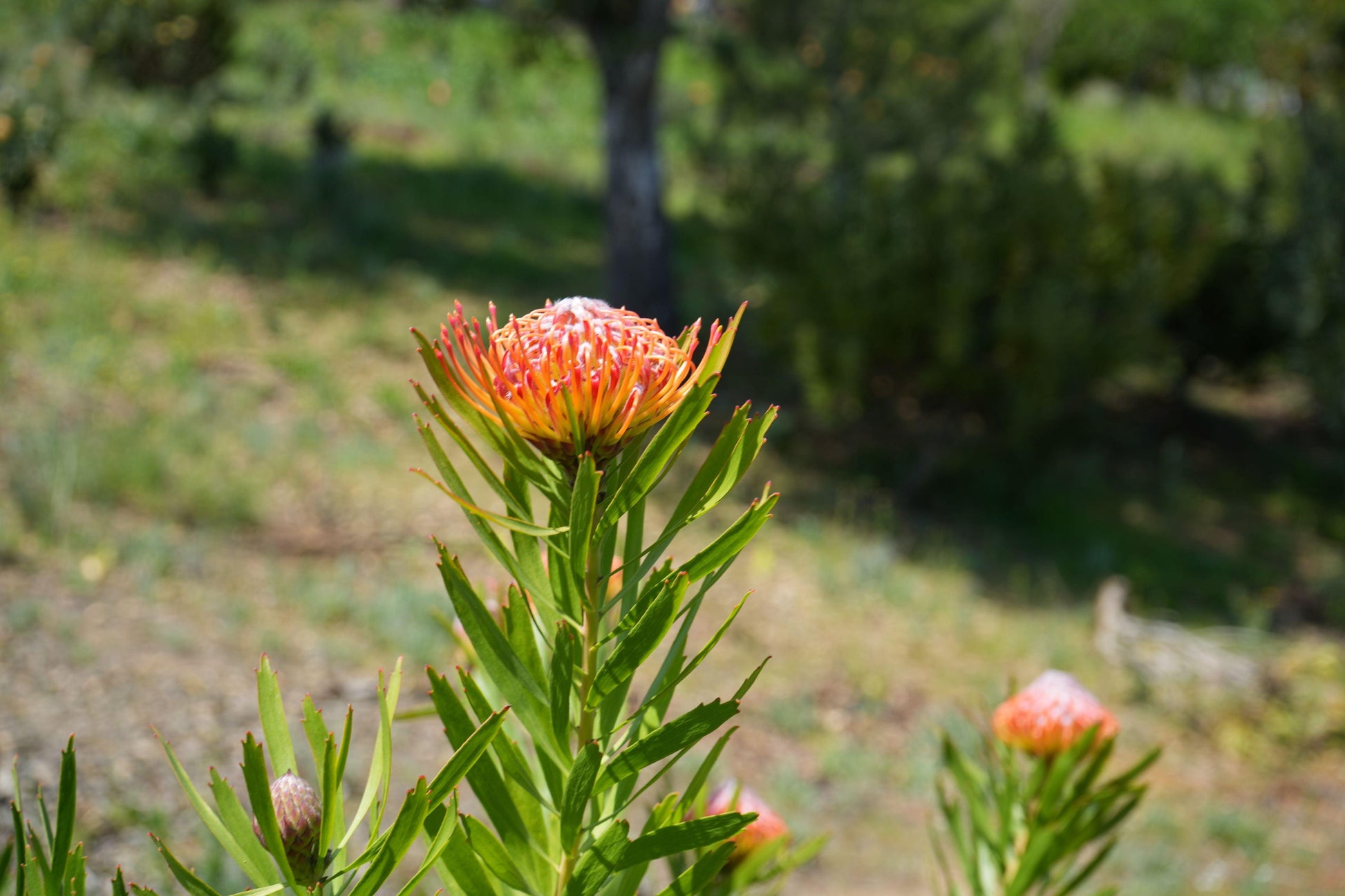 Leucospermum ‘Royal Pride’: Unleash a Scarlet Spectacle in Your Garden. - Bonte Farm