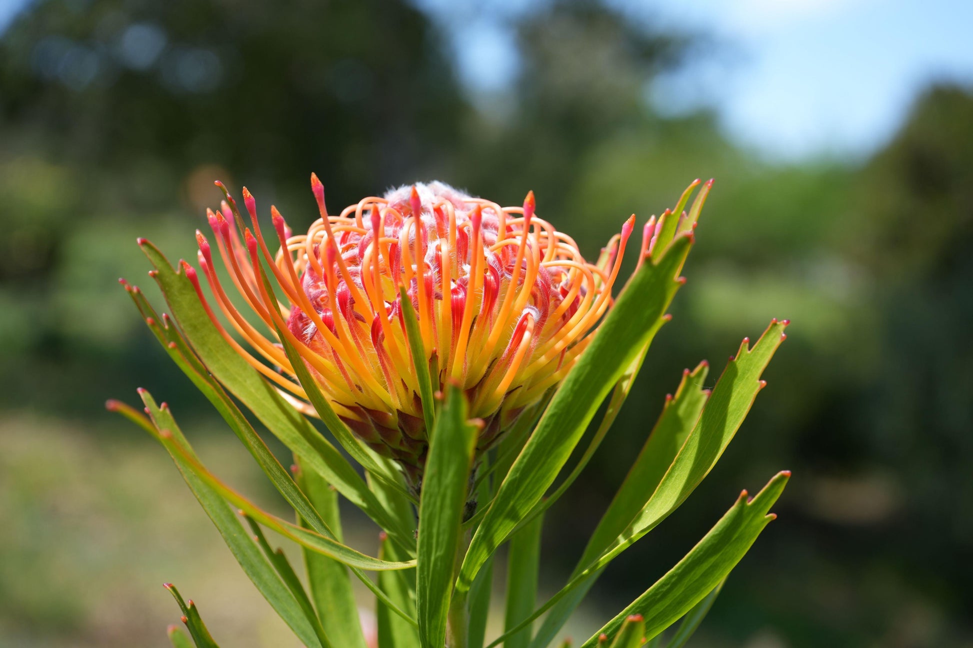 Leucospermum ‘Royal Pride’: Unleash a Scarlet Spectacle in Your Garden. - Bonte Farm