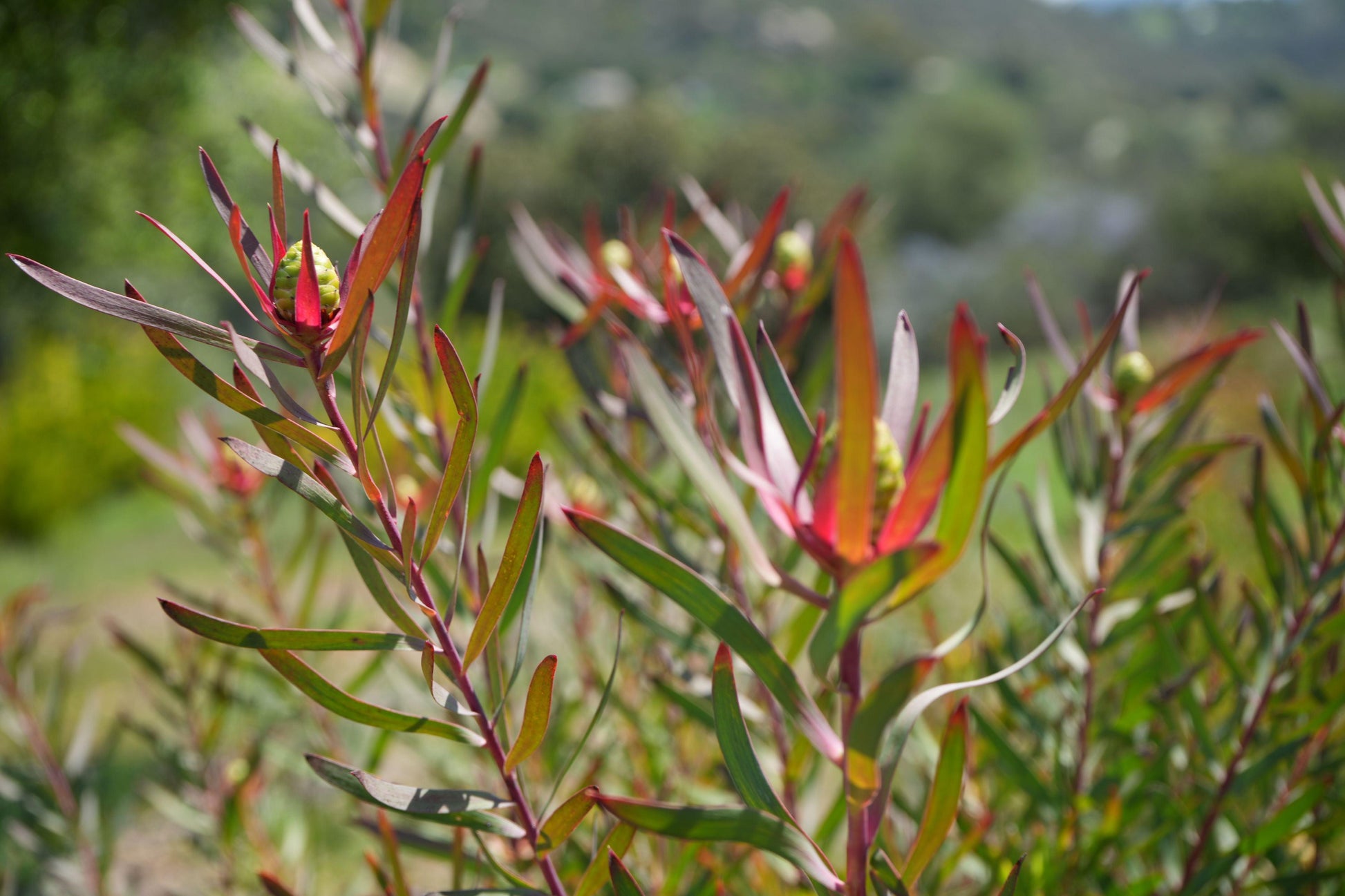 Leucadendron ‘Red Ribbon’: Ignite Your Garden with Vibrant Crimson Elegance - Bonte Farm