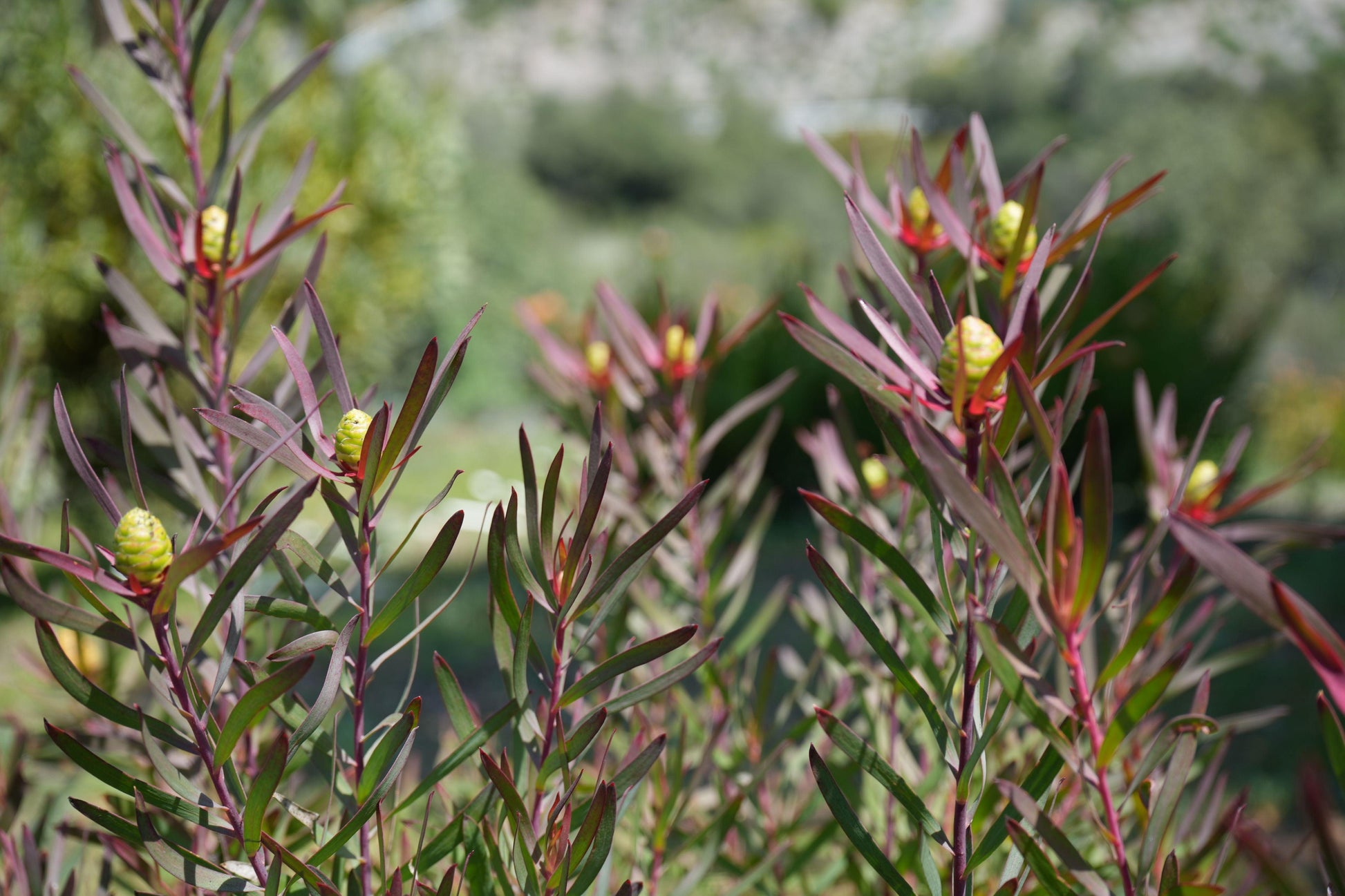 Leucadendron ‘Red Ribbon’: Ignite Your Garden with Vibrant Crimson Elegance - Bonte Farm