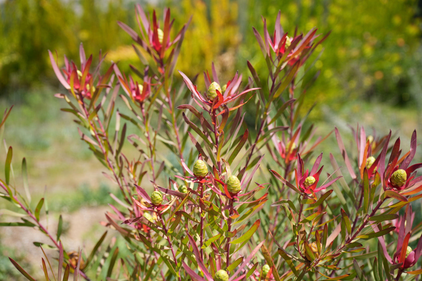 Leucadendron ‘Red Ribbon’: Ignite Your Garden with Vibrant Crimson Elegance - Bonte Farm