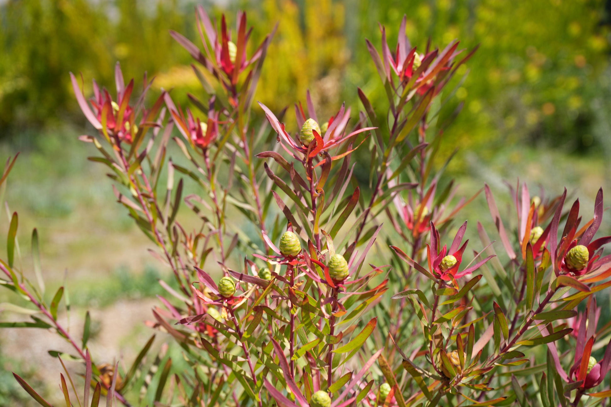 Leucadendron ‘Red Ribbon’: Ignite Your Garden with Vibrant Crimson Elegance - Bonte Farm