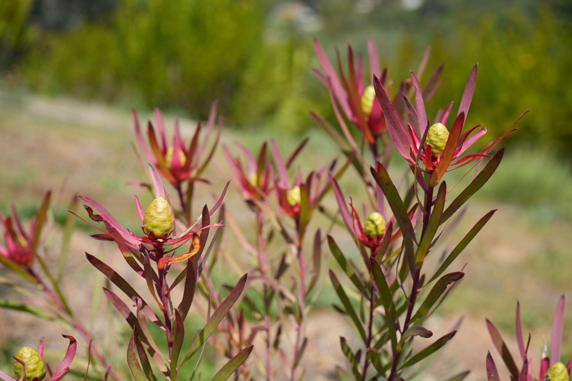 Leucadendron ‘Red Ribbon’: Ignite Your Garden with Vibrant Crimson Elegance - Bonte Farm