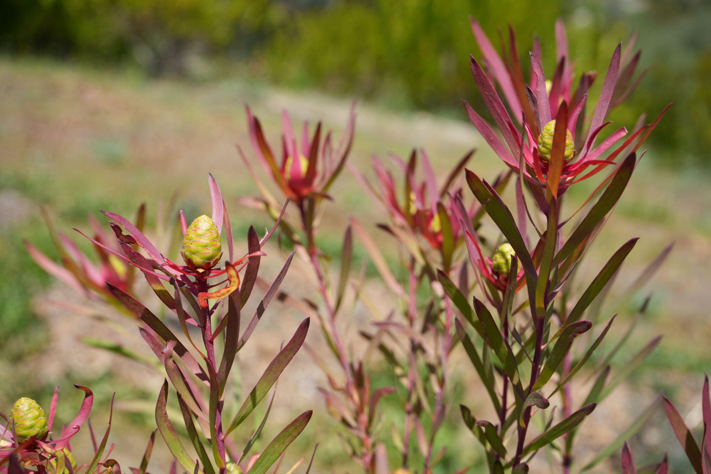 Leucadendron ‘Red Ribbon’: Ignite Your Garden with Vibrant Crimson Elegance - Bonte Farm