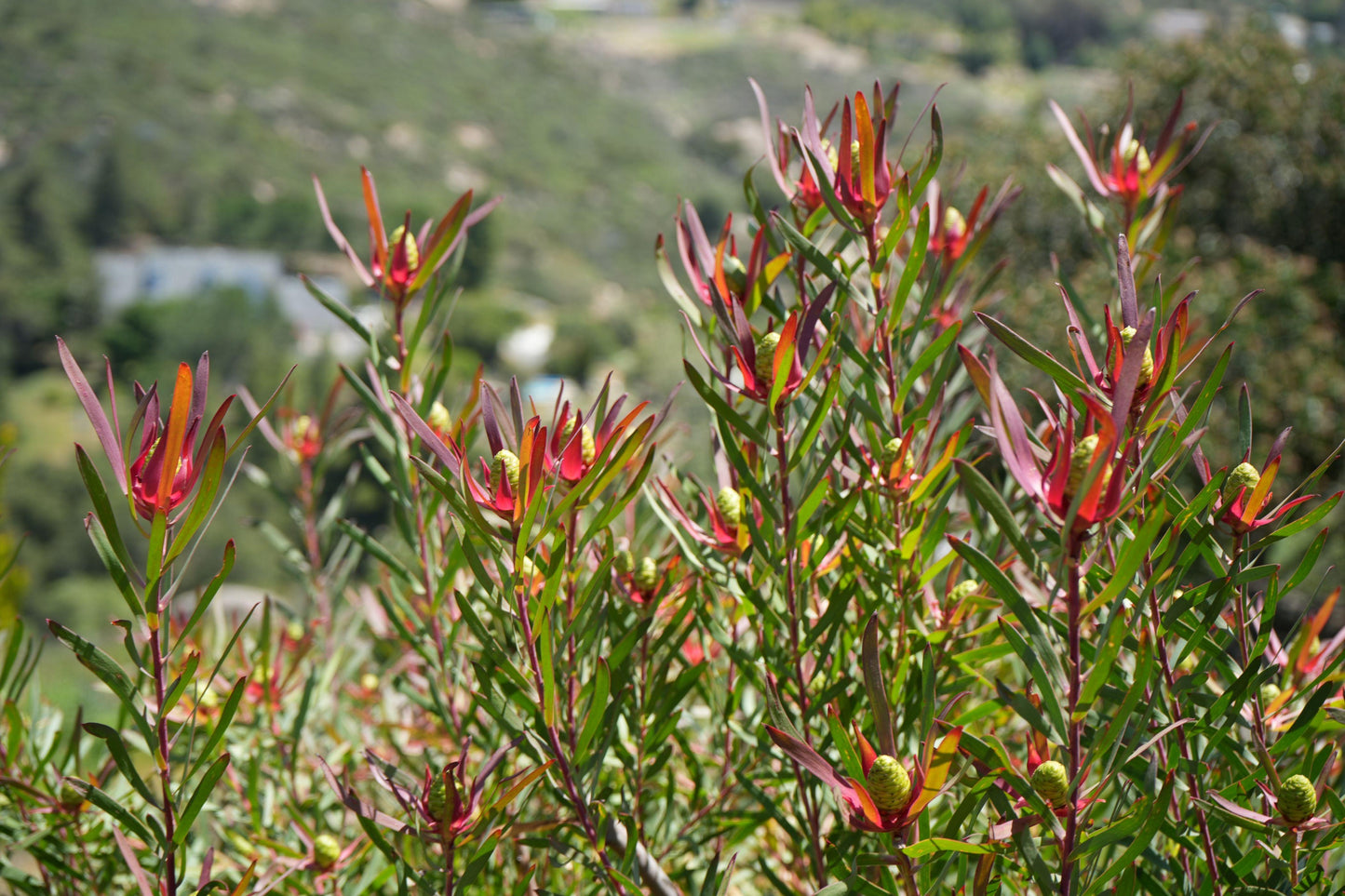 Leucadendron ‘Red Ribbon’: Ignite Your Garden with Vibrant Crimson Elegance - Bonte Farm