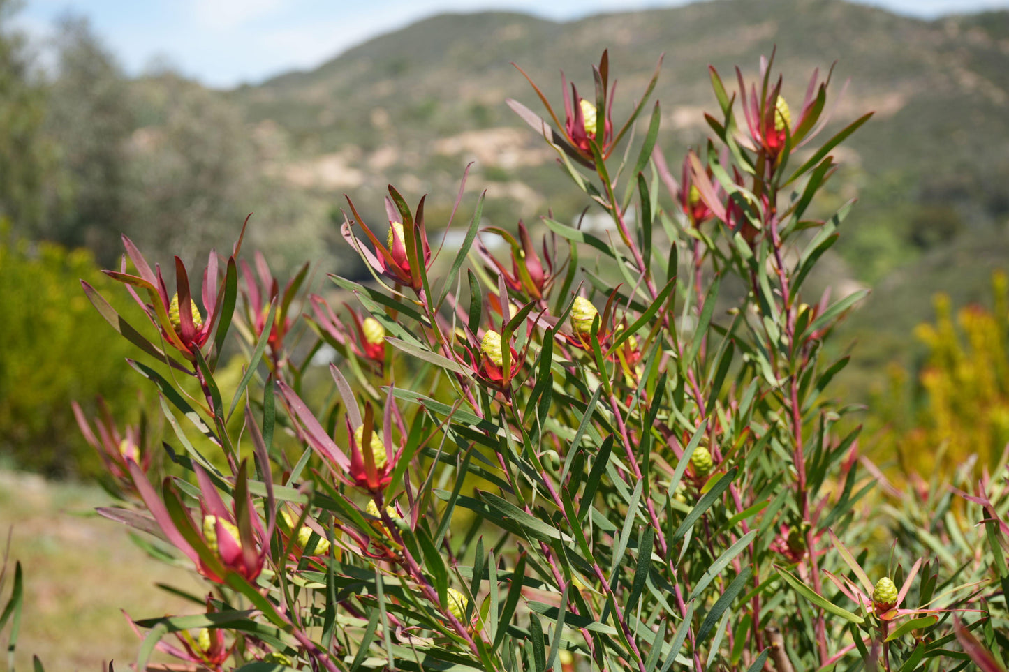Leucadendron ‘Red Ribbon’: Ignite Your Garden with Vibrant Crimson Elegance - Bonte Farm