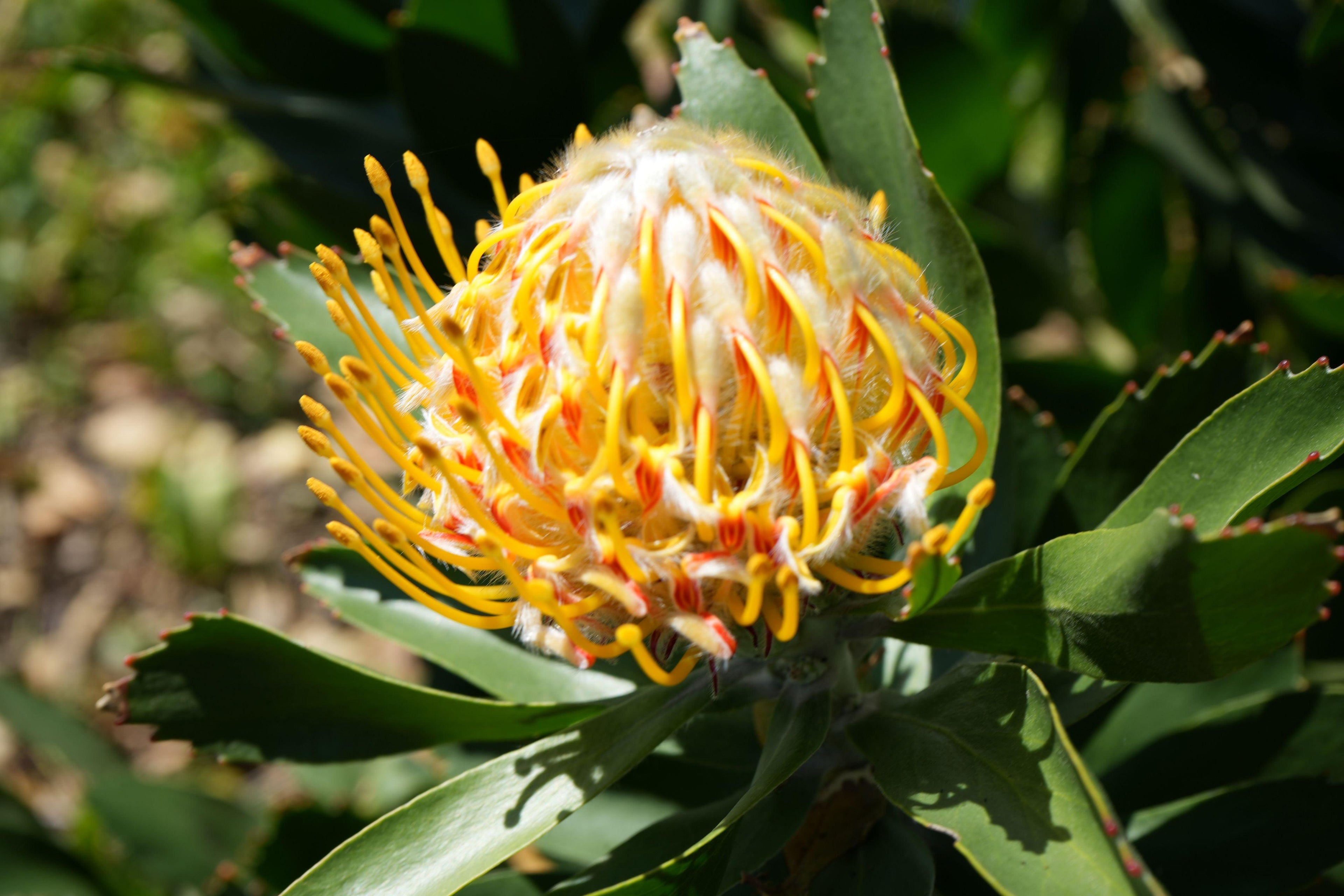 Leucospermum Veldfire pincushion protea flower with yellow-orange blooms and green leaves