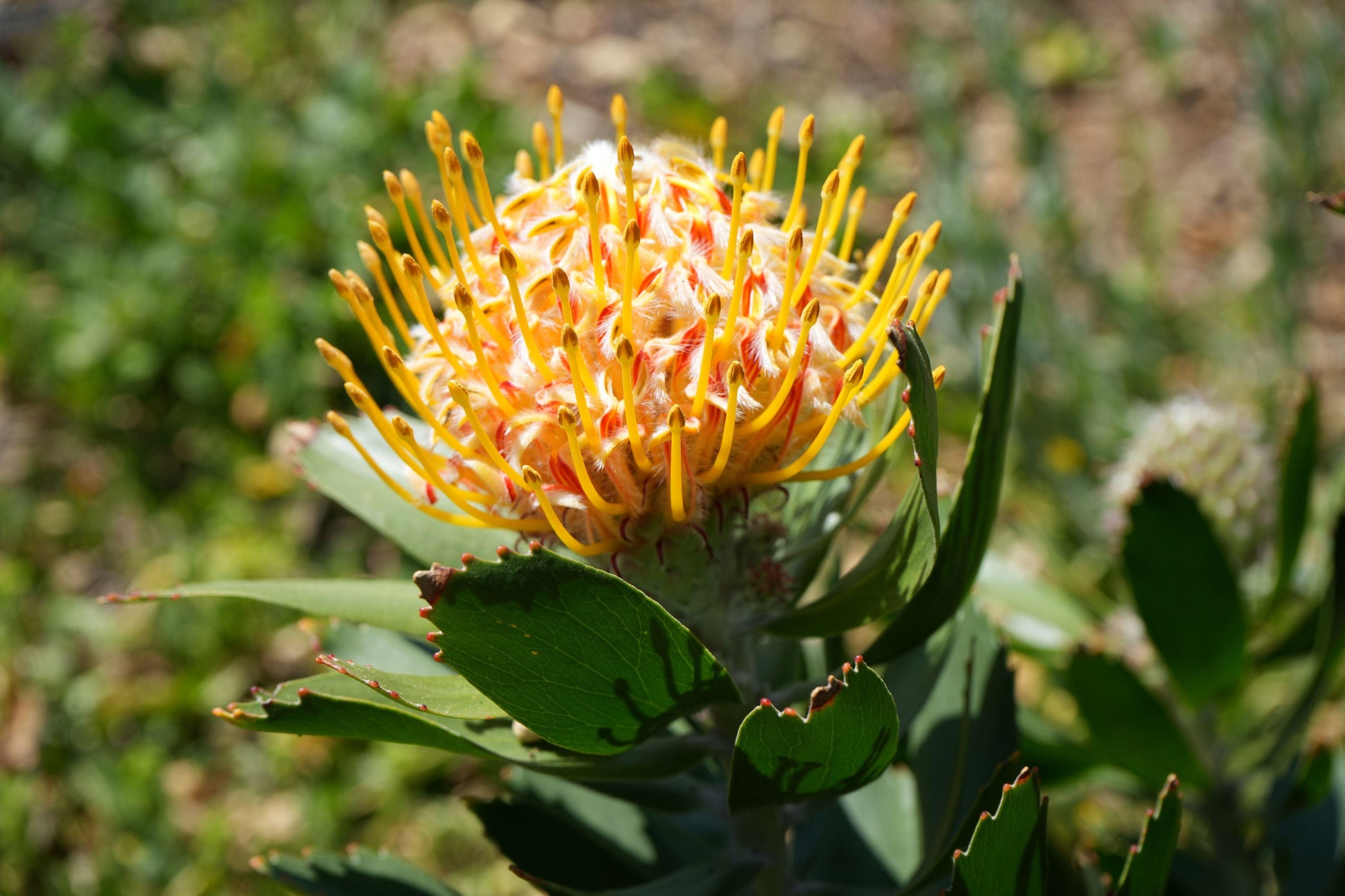 Leucospermum 'Veldfire': Yellow Red Fiery Blooms - Bonte Farm