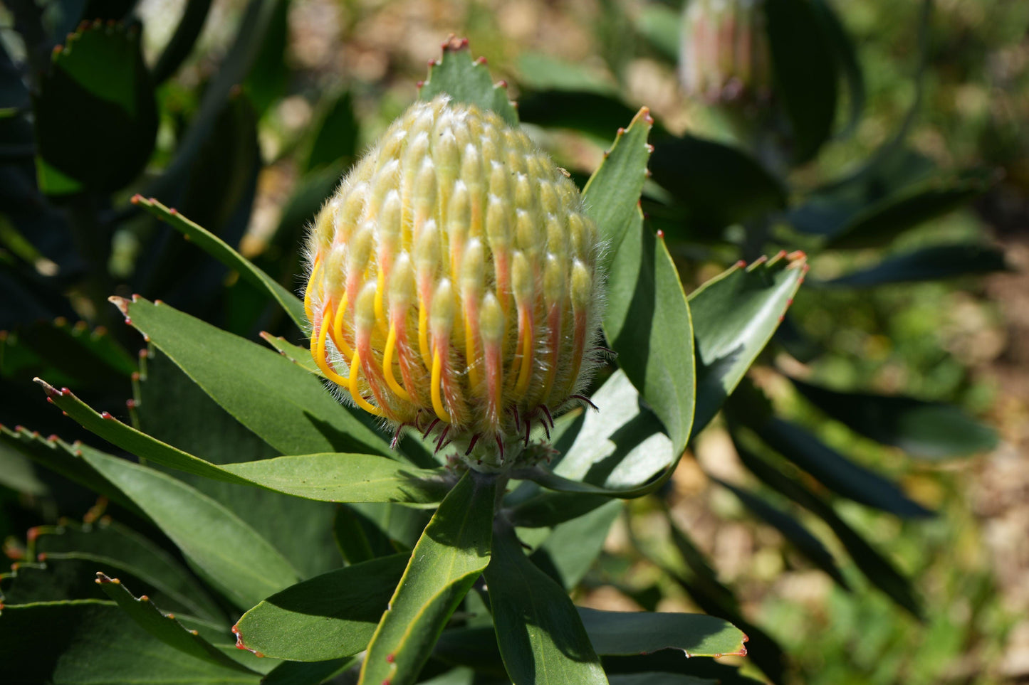 Leucospermum 'Veldfire': Yellow Red Fiery Blooms - Bonte Farm