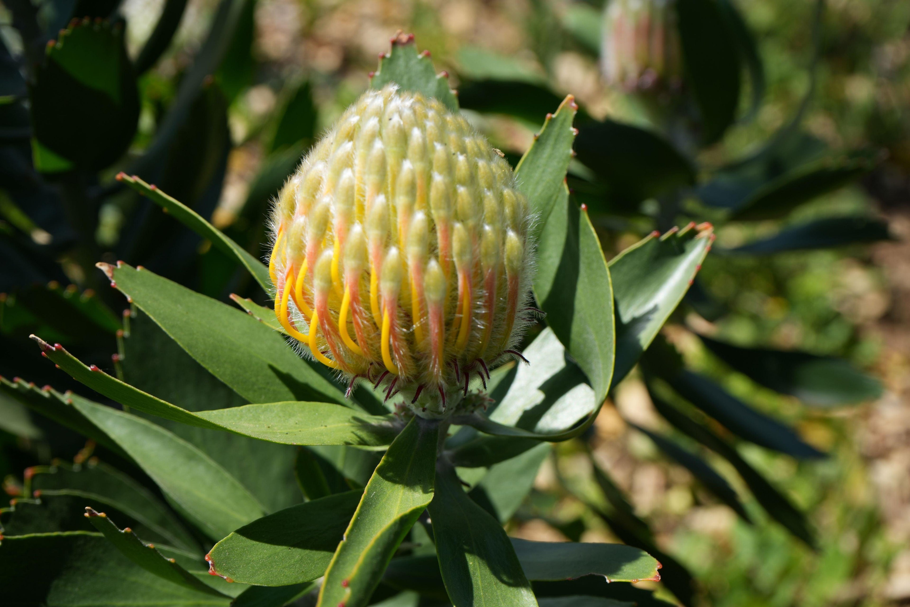 Close-up of Leucospermum Veldfire protea bud with green leaves outdoors
