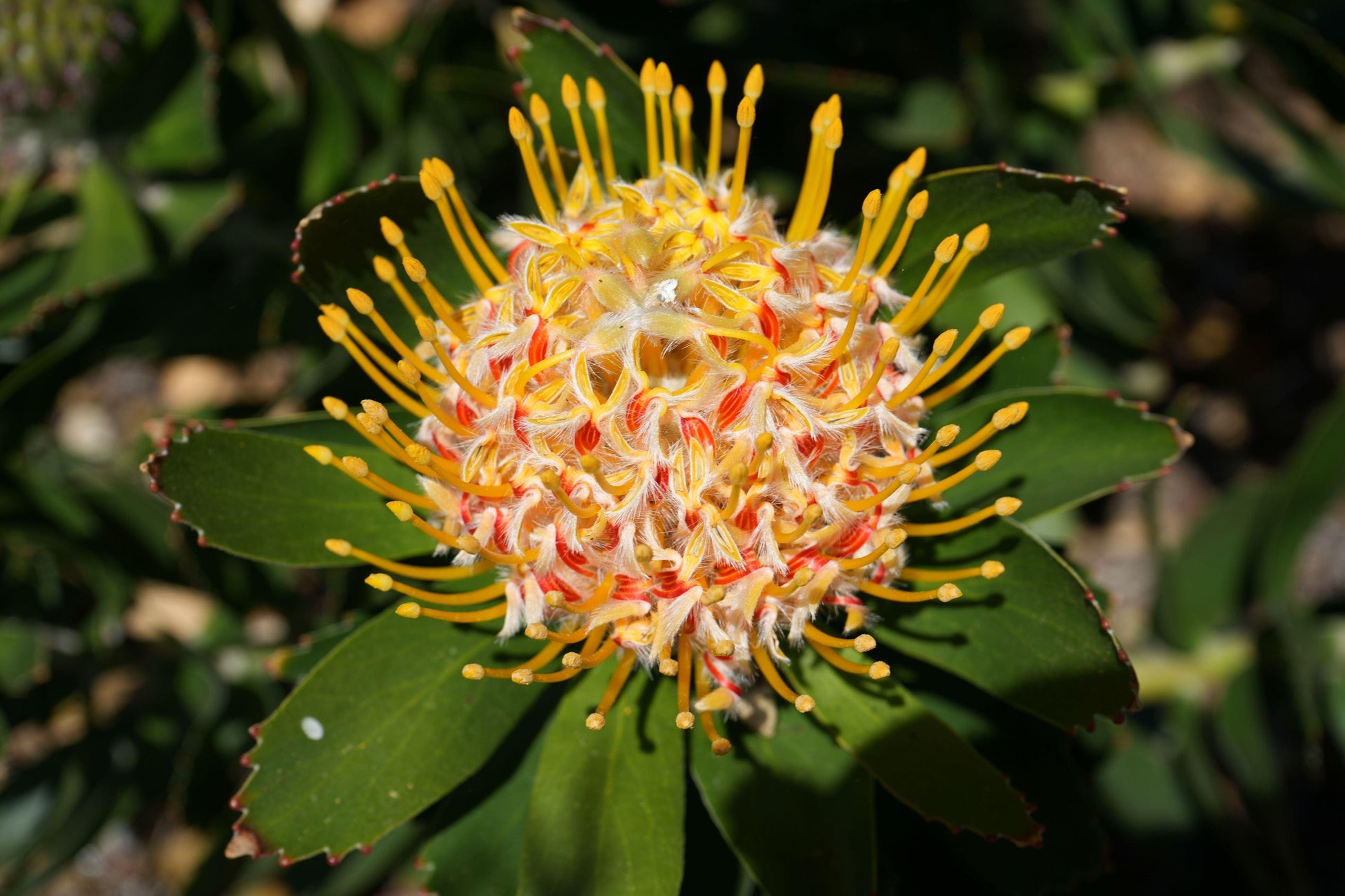 Leucospermum 'Veldfire': Yellow Red Fiery Blooms - Bonte Farm
