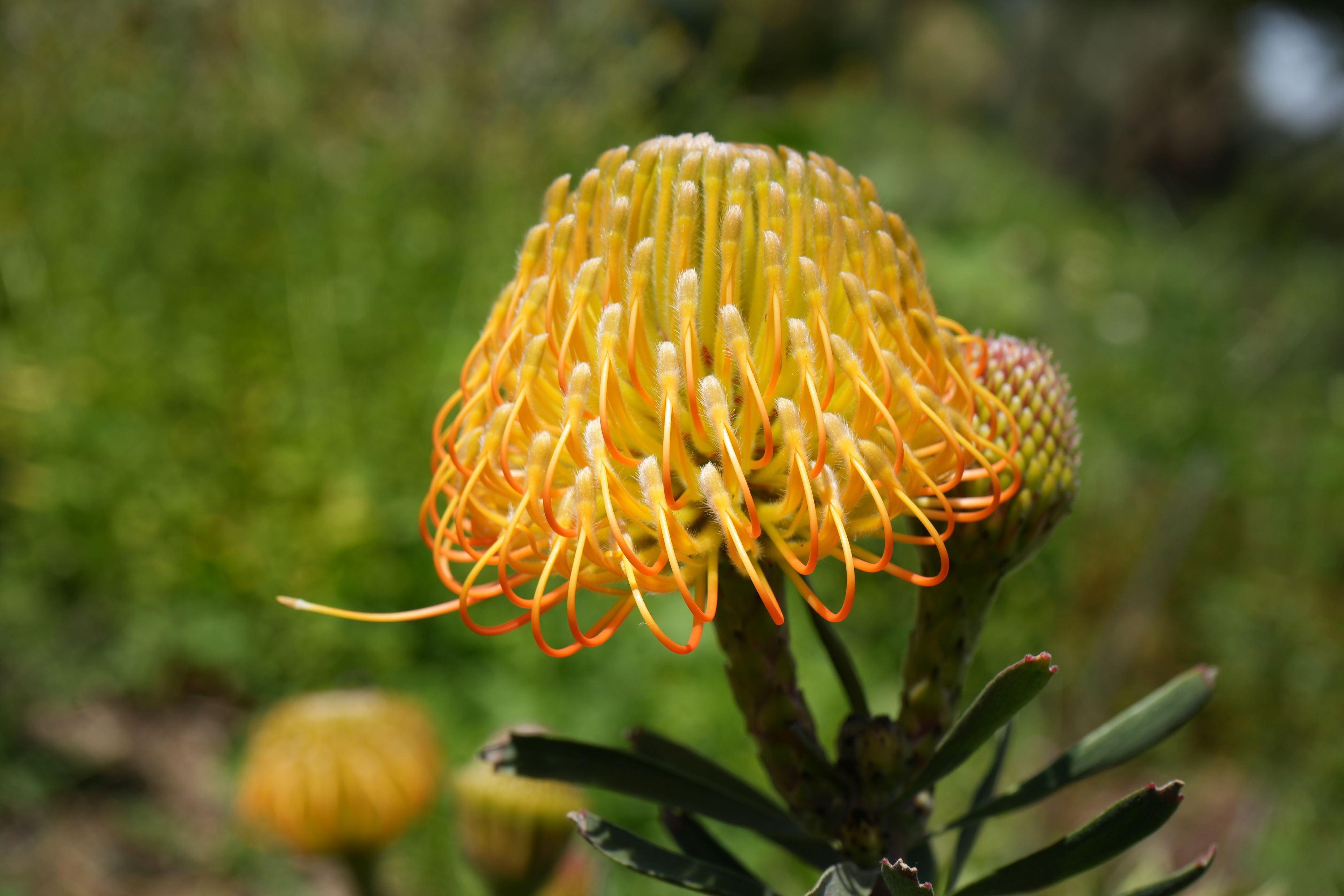 Leucospermum yellow pincushion protea flower blooming outdoors with green foliage