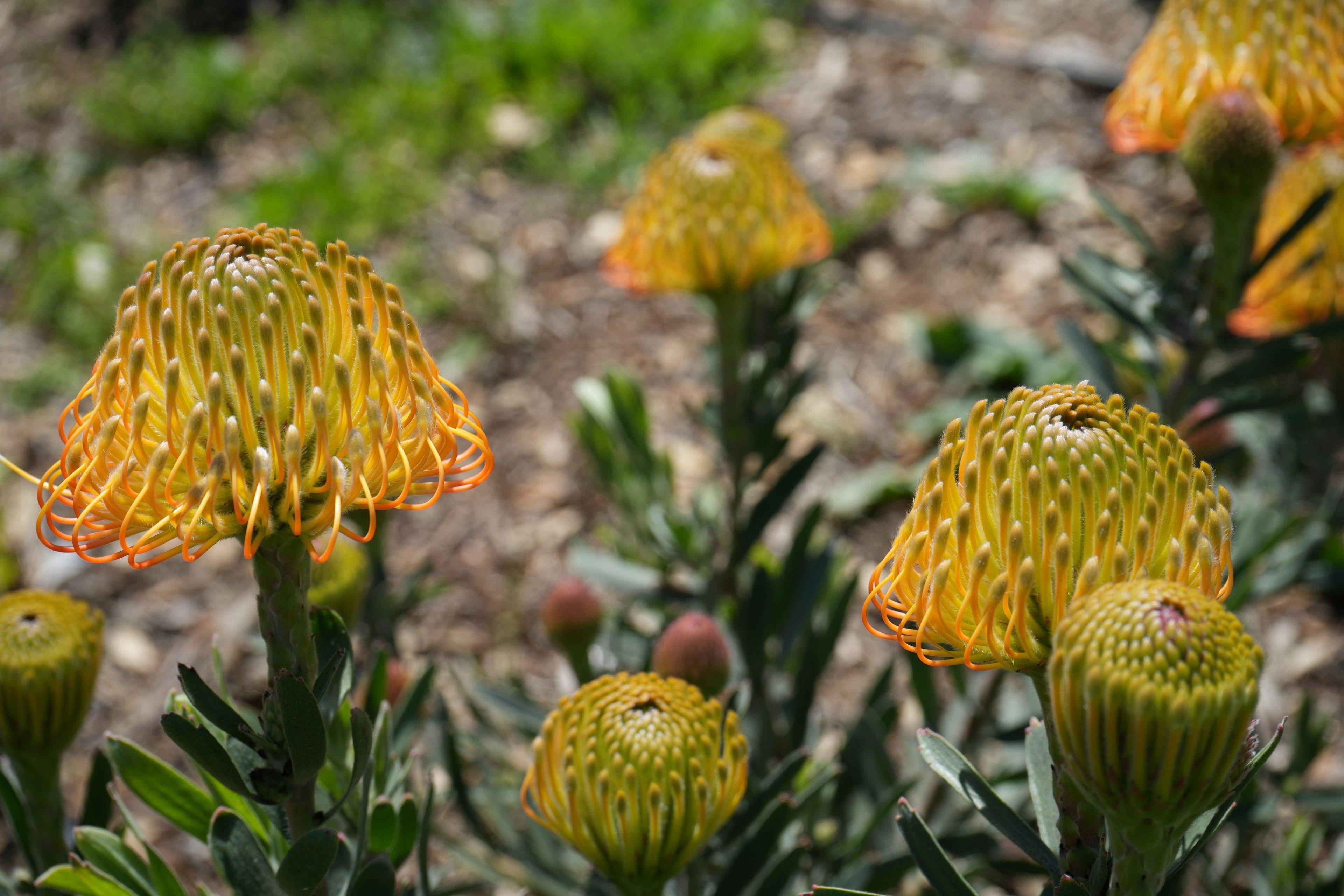 Cluster of yellow-orange Leucospermum pincushion protea flowers in garden sunlight