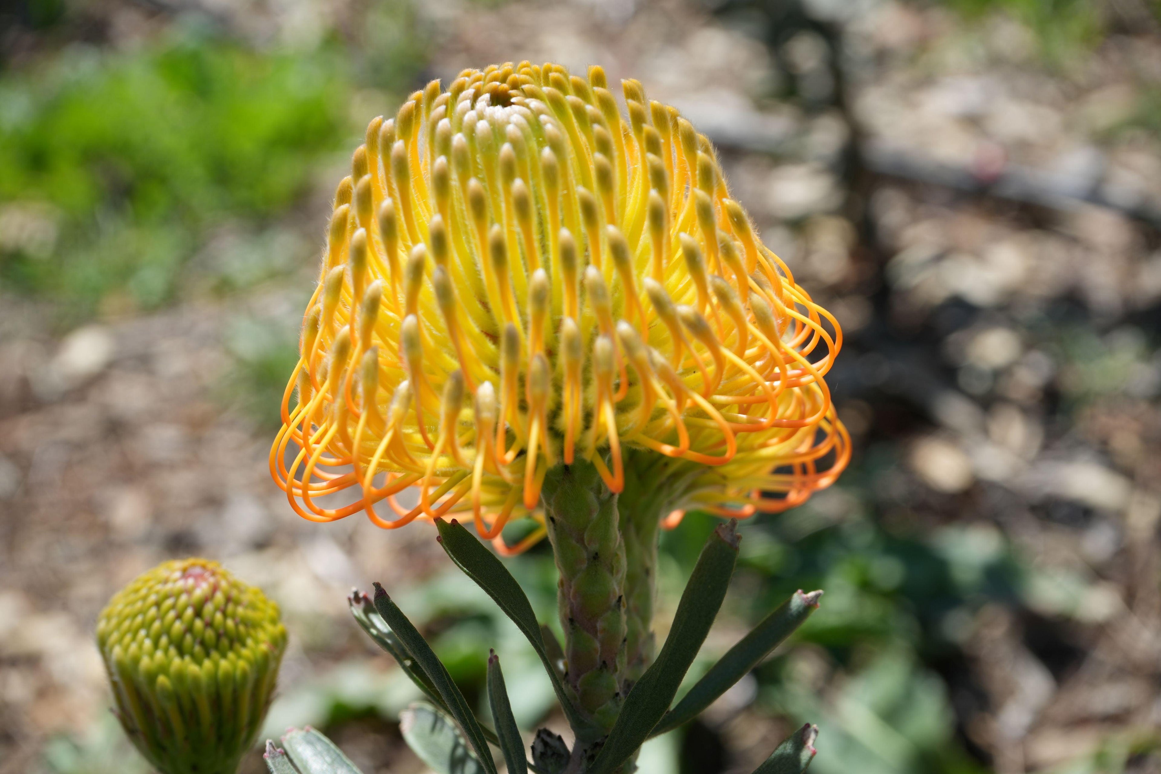 Leucospermum flower with bright yellow and orange pincushion bloom outdoors