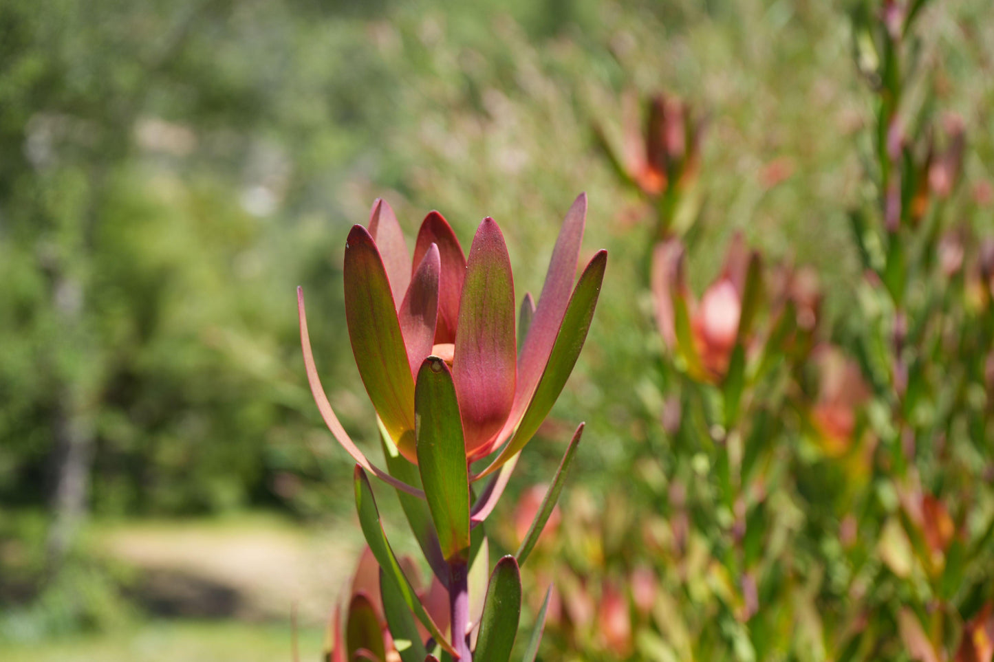 Leucadendron 'Safari Sunset': A Sunset in Your Garden - Bonte Farm
