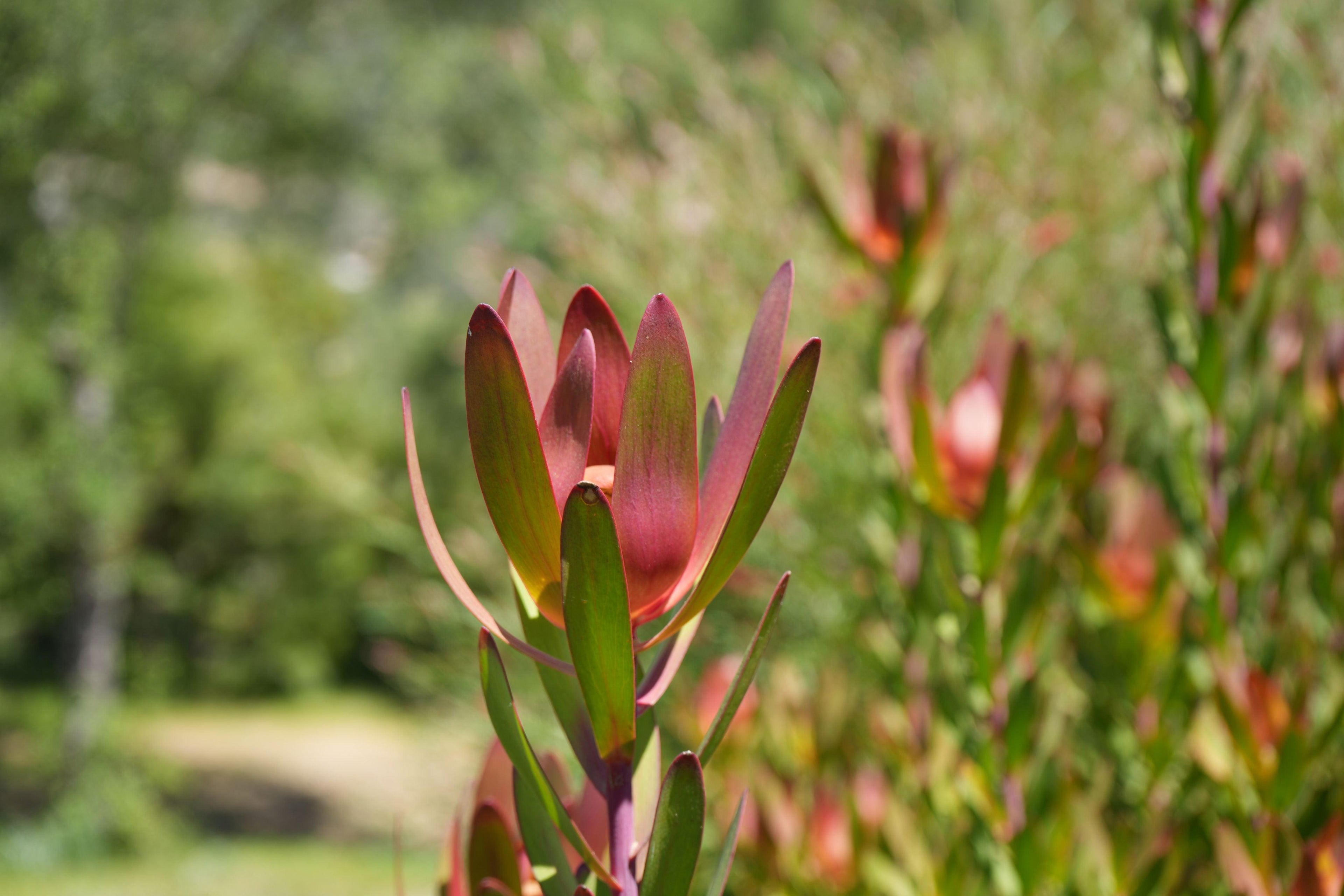Leucadendron Safari Sunset plant with red-green bracts outdoors in natural light