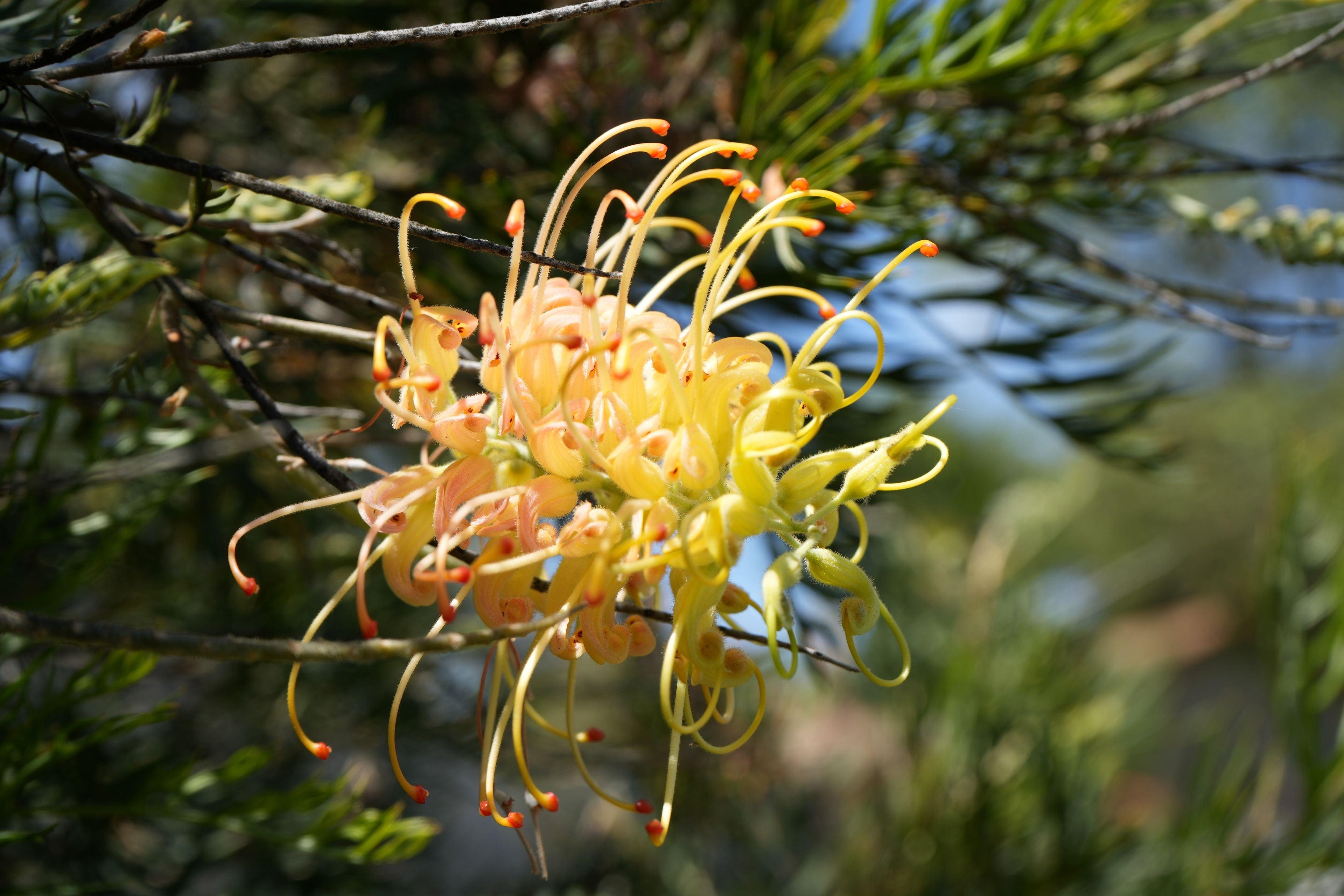 Grevillea Peach and Cream flower with long curled yellow and peach petals on bushy green foliage