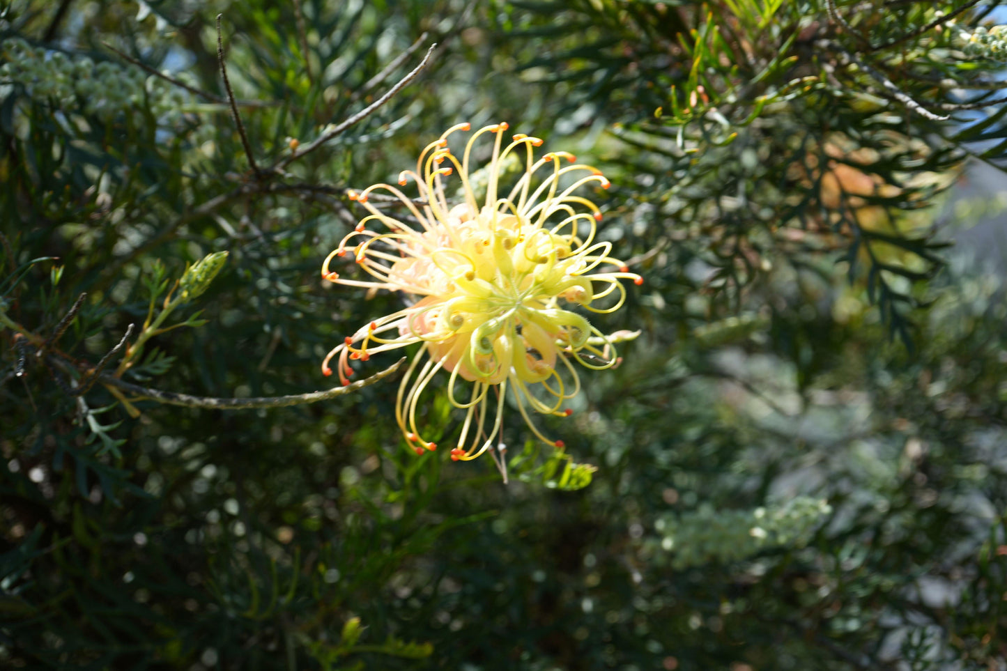 Grevillea Peaches 'n Cream: A Delicate Delight of Pink Cream Blooms - Bonte Farm