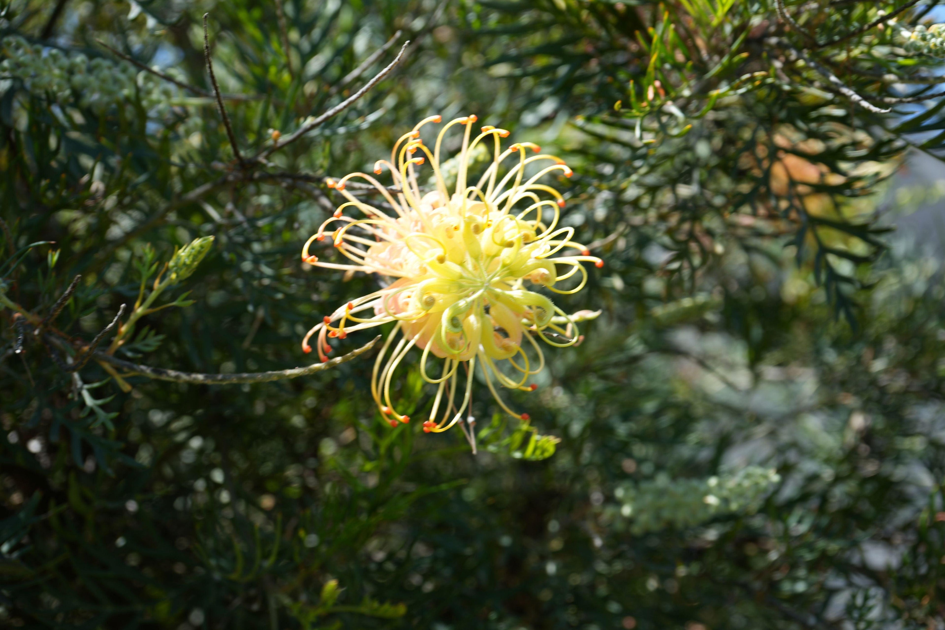 Grevillea Peach and Cream flower with spidery yellow petals and green foliage outdoors
