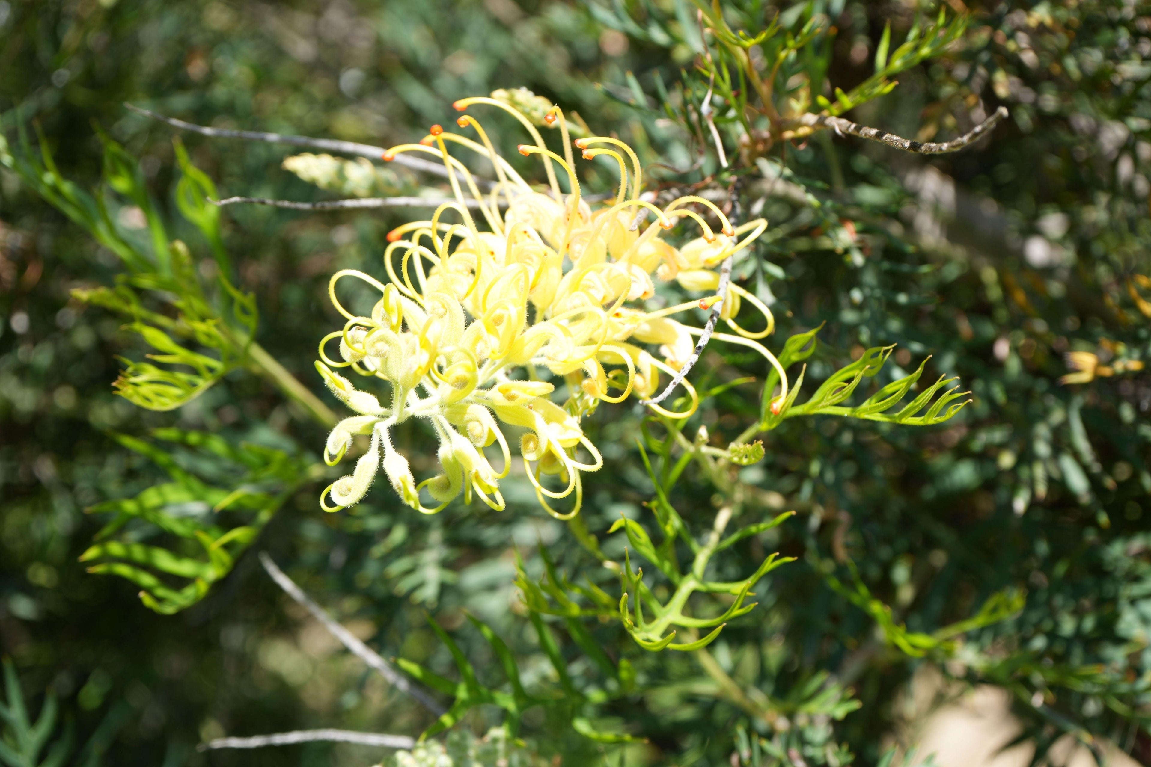 Grevillea Peach and Cream flower with yellow curled petals and green foliage outdoors