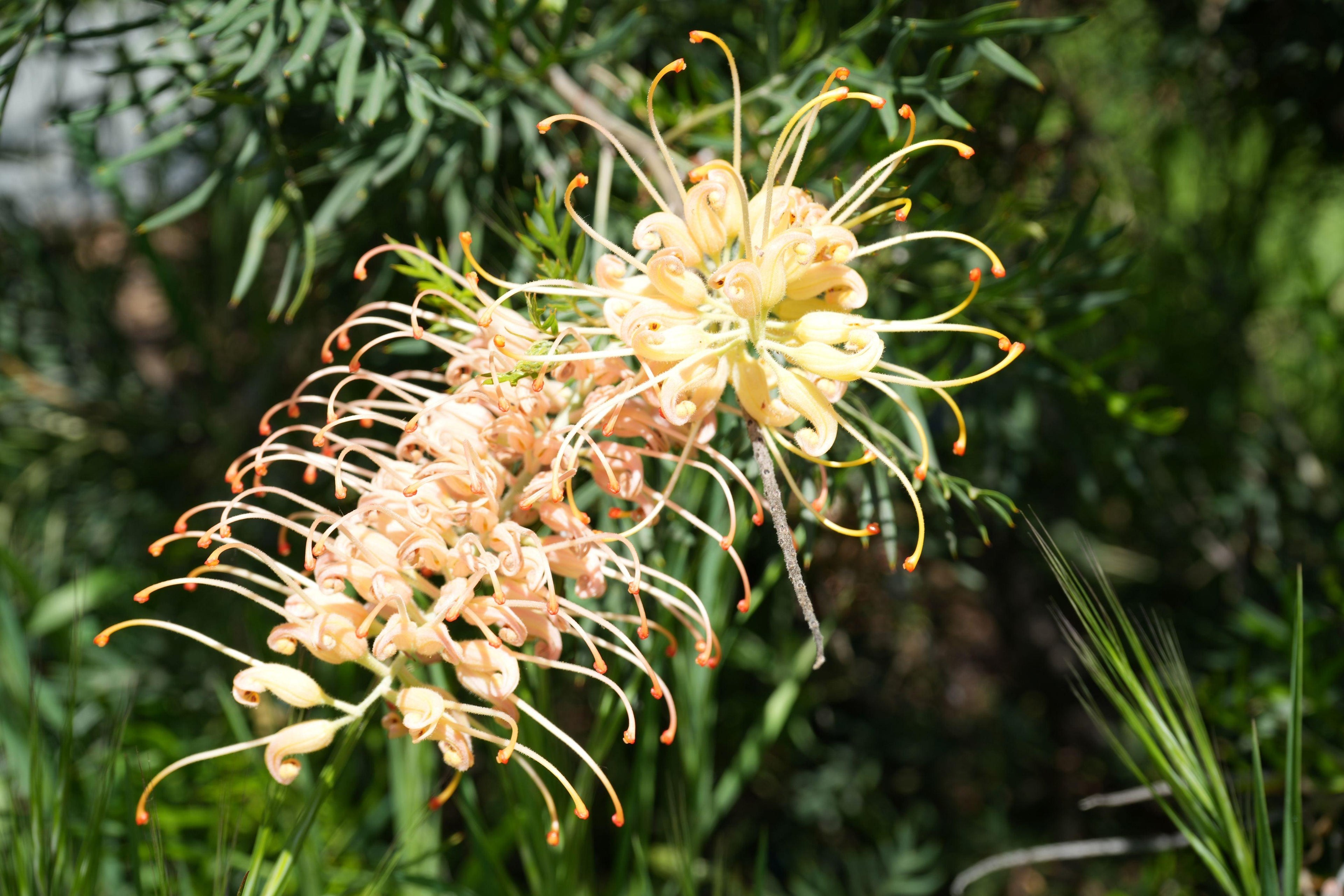 Grevillea Peach and Cream flower cluster with peach and yellow blooms outdoors
