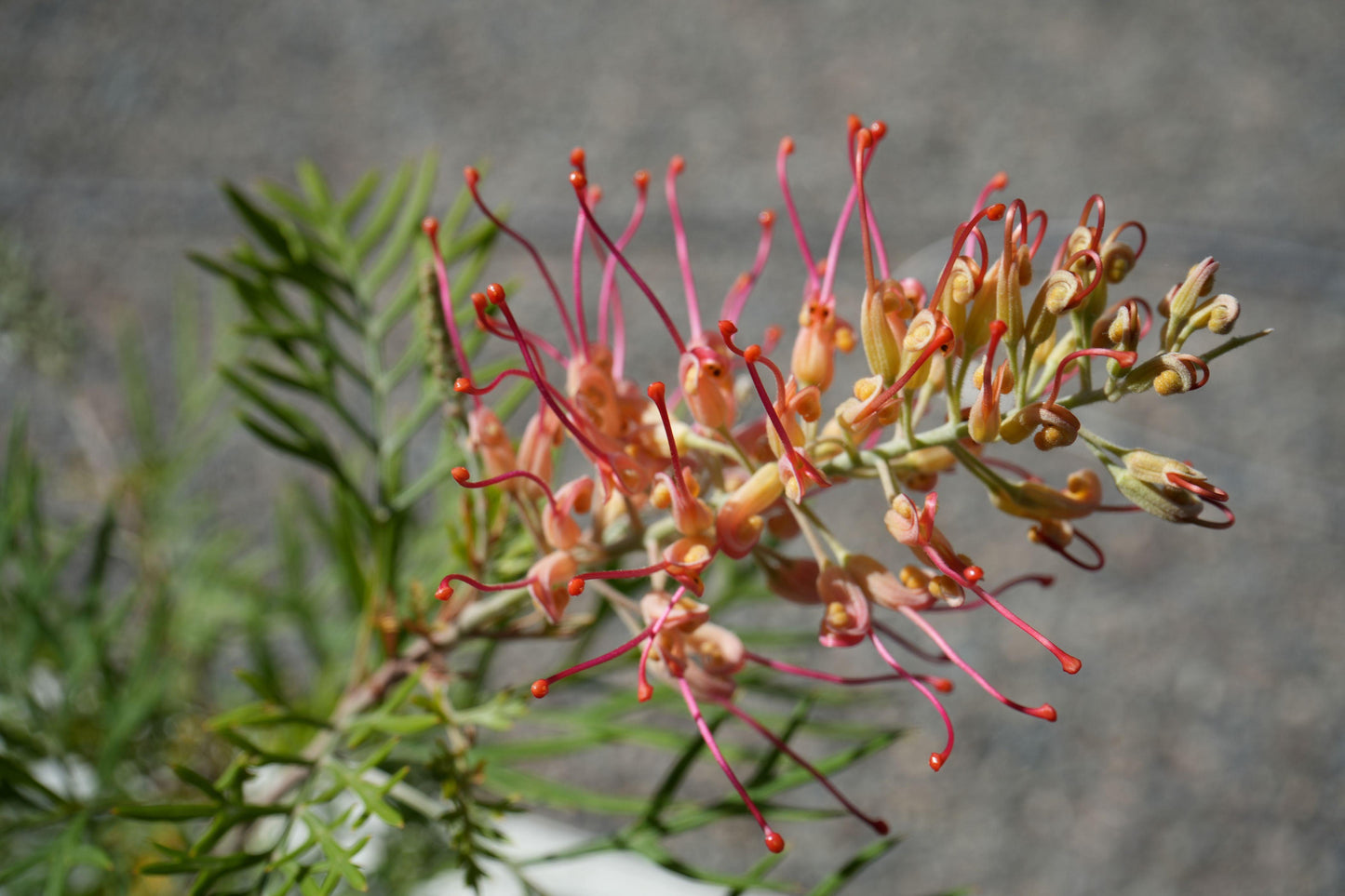 Grevillea Robyn Gordon: A Fiery Display of Color for Your Garden - Bonte Farm