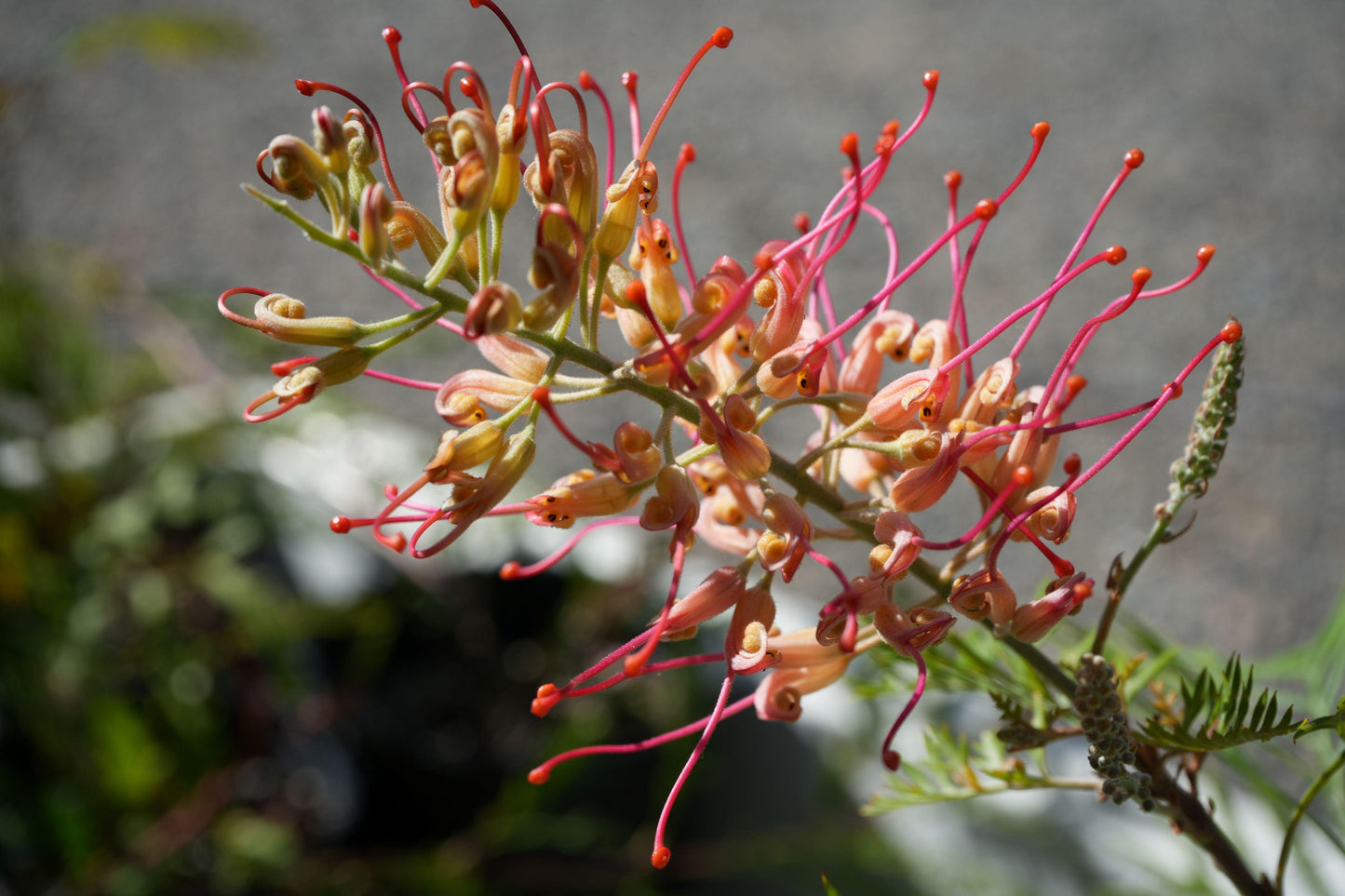 Grevillea Robyn Gordon: A Fiery Display of Color for Your Garden - Bonte Farm