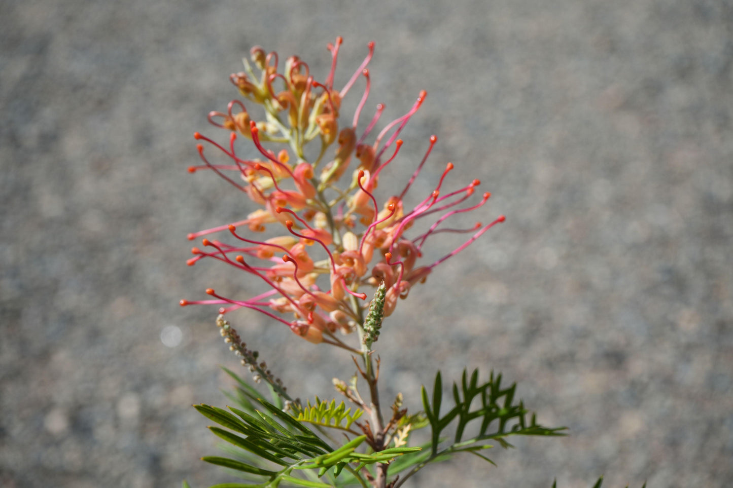 Grevillea Robyn Gordon: A Fiery Display of Color for Your Garden - Bonte Farm