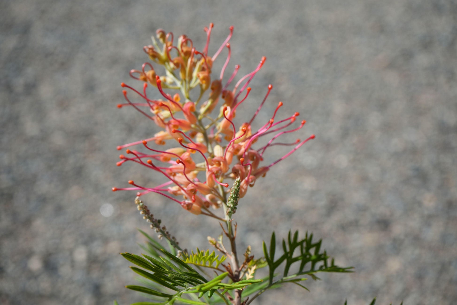 Grevillea Robyn Gordon: A Fiery Display of Color for Your Garden - Bonte Farm
