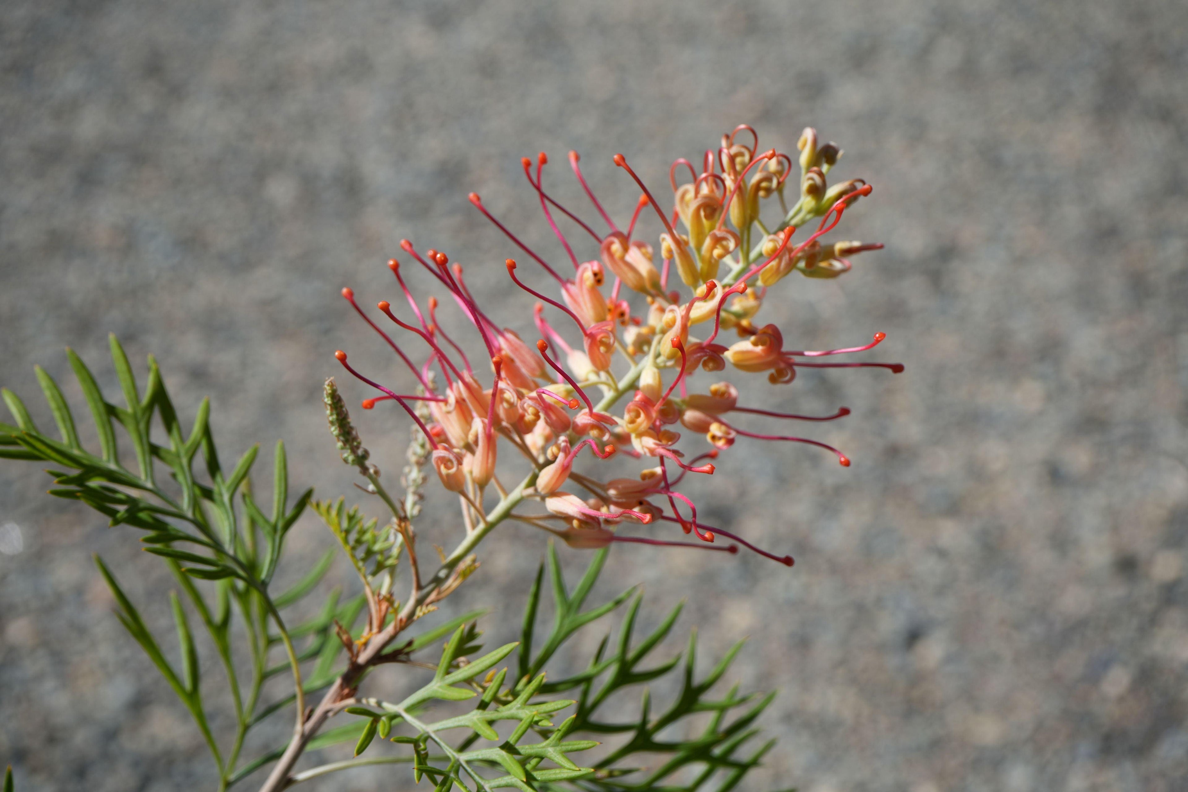 Close-up of Grevillea flower with pink-orange blooms and green fern-like leaves