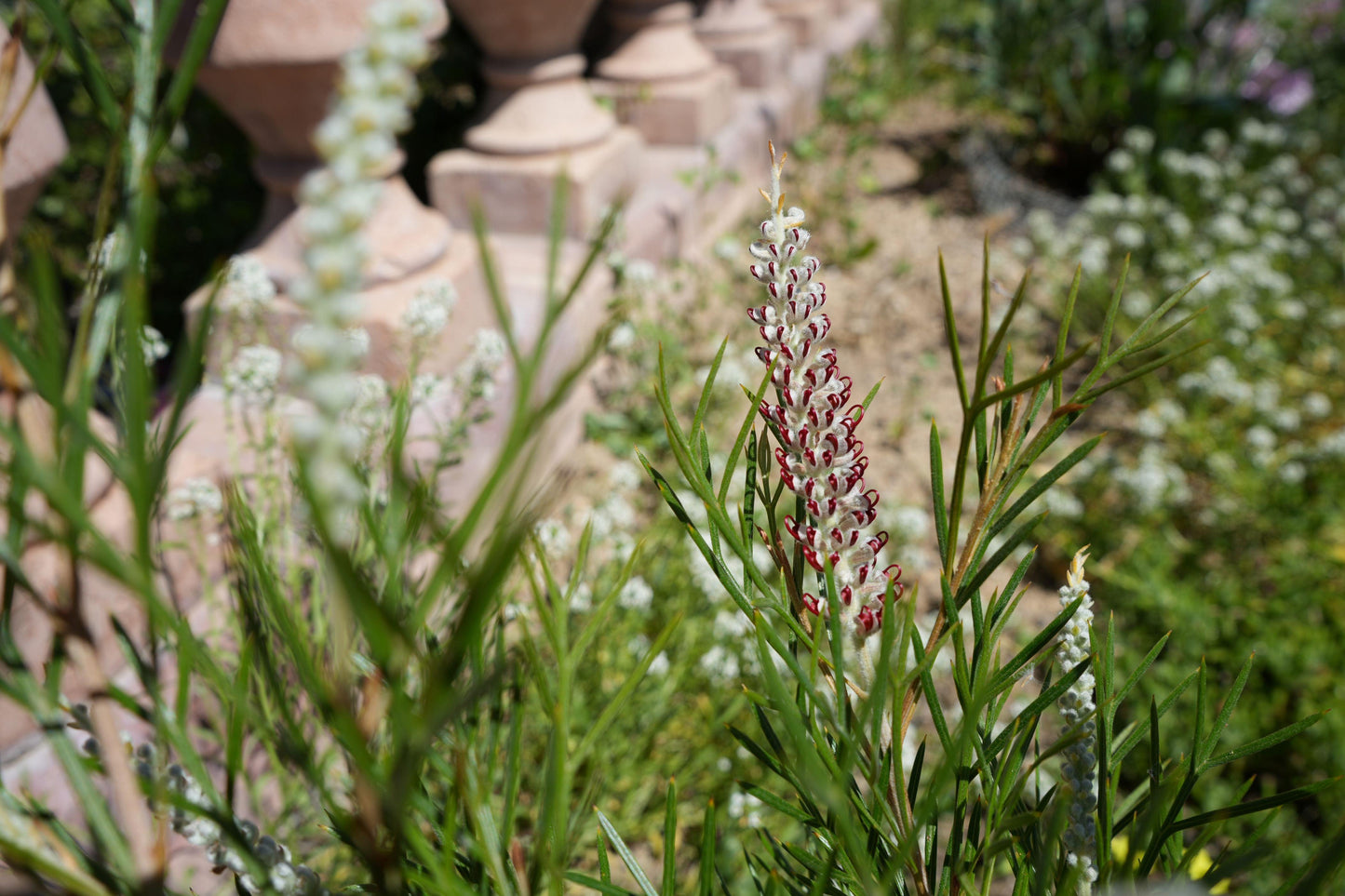 Grevillea 'Kings Celebration': A Royal Display of Color Blooms - Bonte Farm