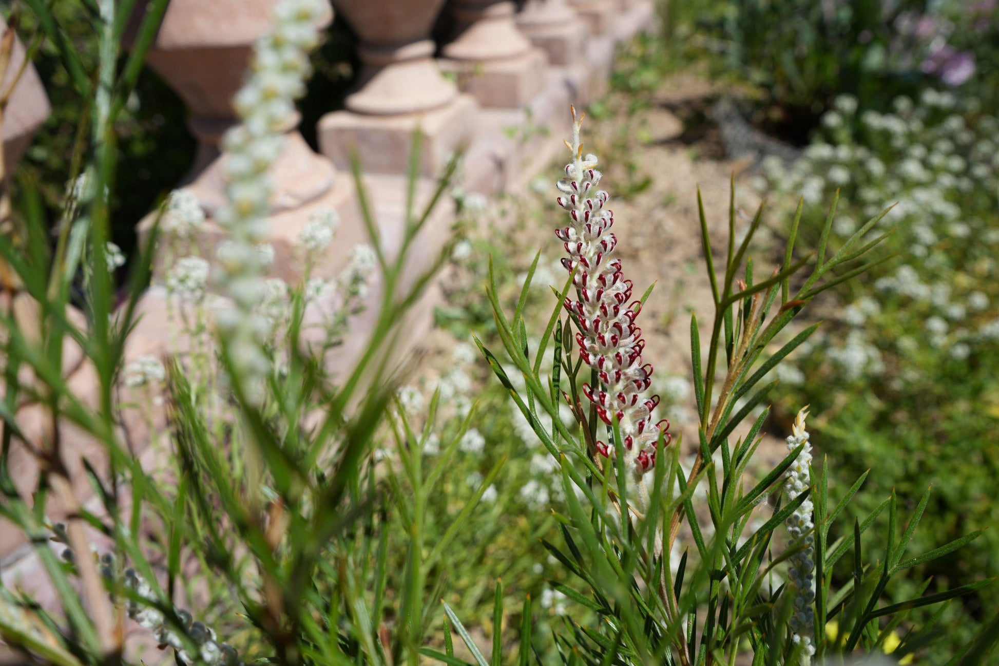 Grevillea 'Kings Celebration': A Royal Display of Color Blooms - Bonte Farm