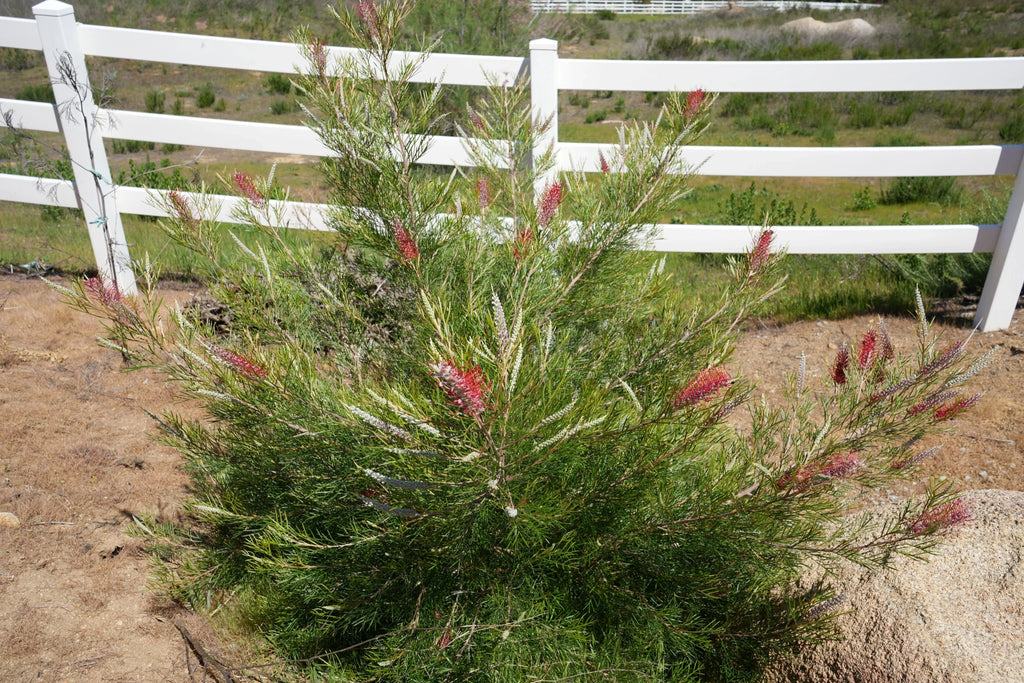 Grevillea Kings Celebration shrub with red flowers outdoors near a white fence